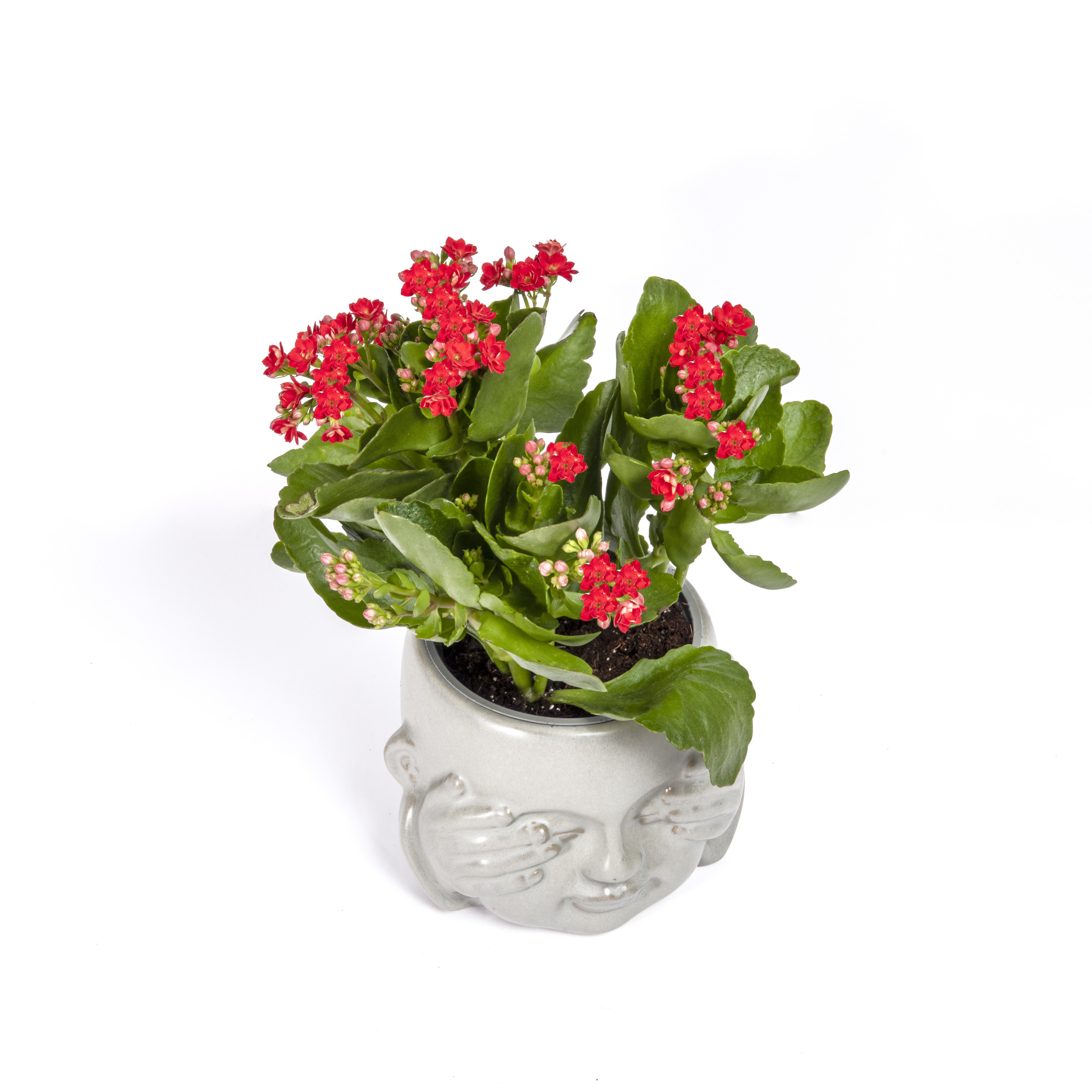 For a flower shop. צלמת ירושלים תל אביב ישראל