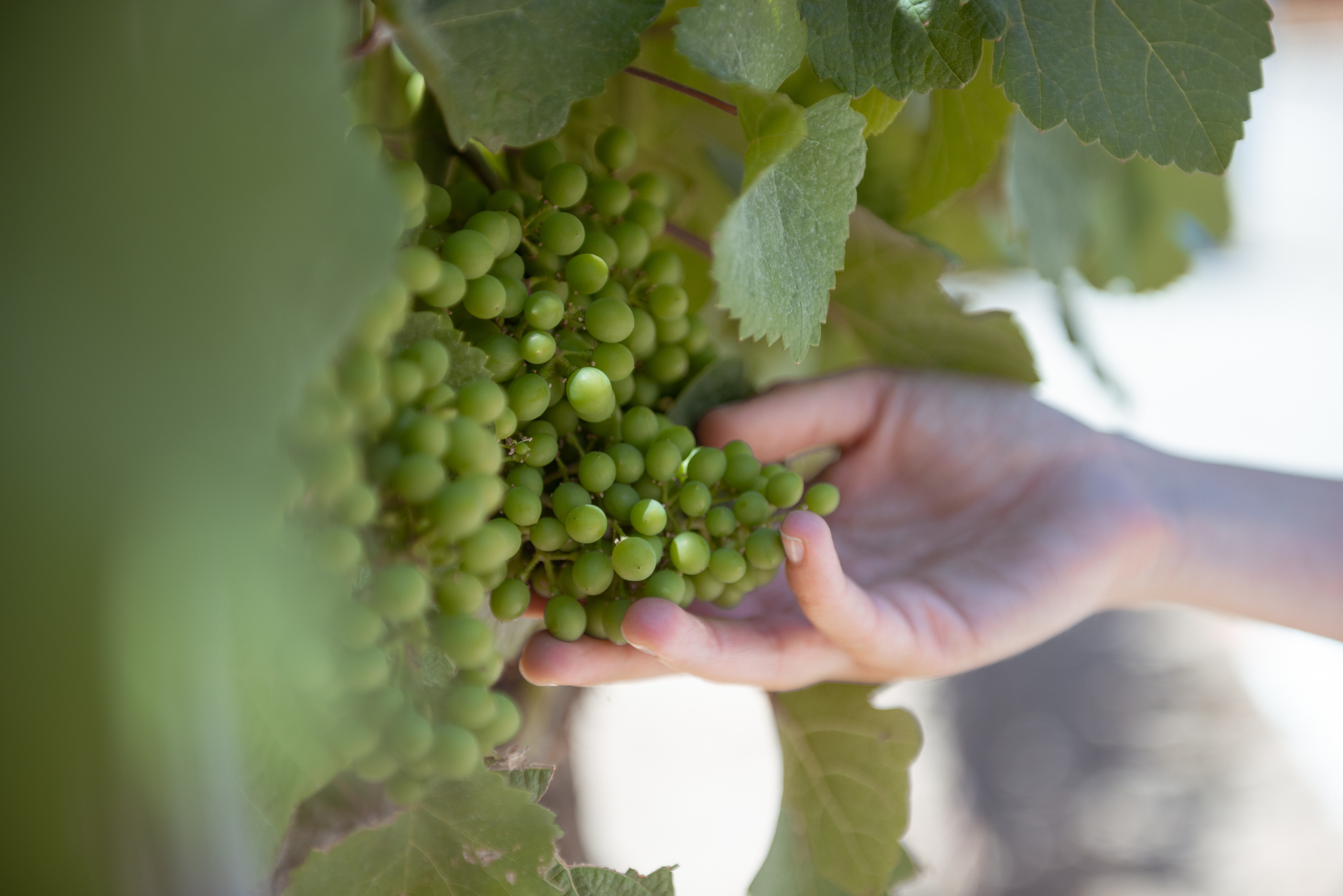 Летняя фотосессия в Иерусалиме. Люба Тернавская. Фотограф Иерусалим. Фотограф Израиль