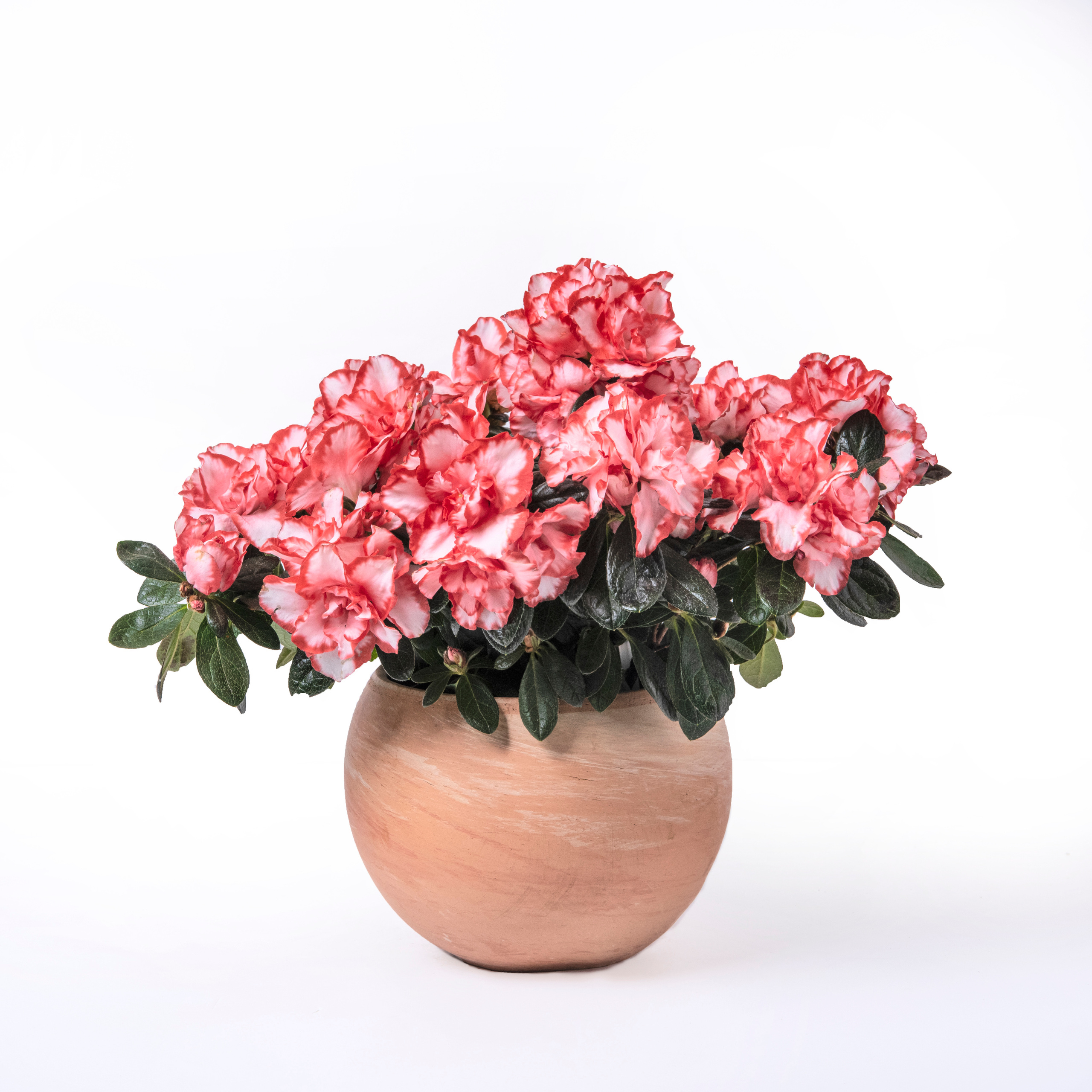 For a flower shop. צלמת ירושלים תל אביב ישראל