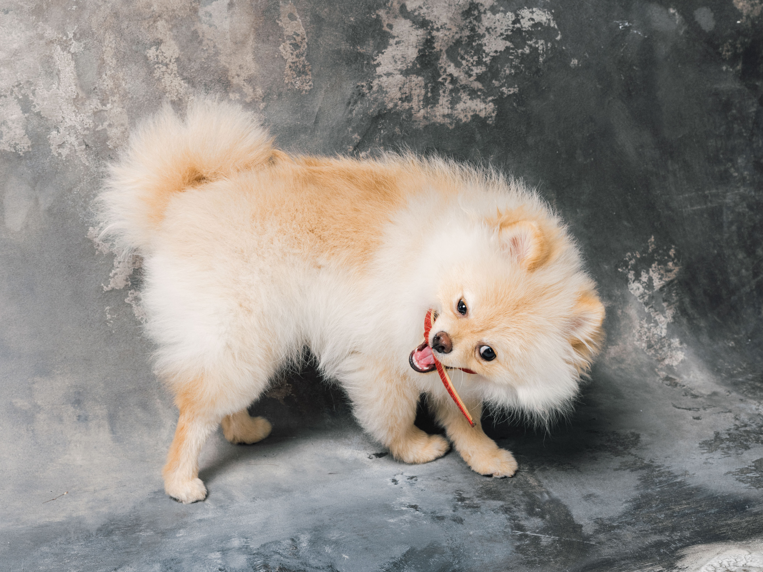 Даша. Рекламный и портретный фотограф в Украине. Андрей Дерич