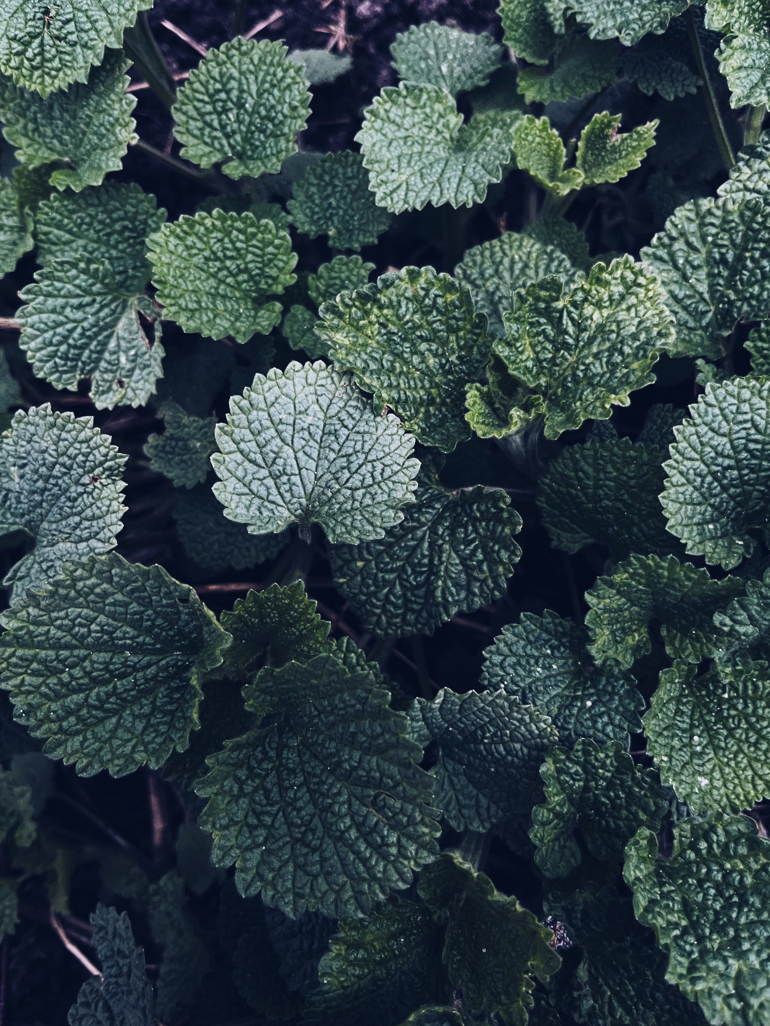 ФОТОШПАЛЕРИ. Семейный фотограф Екатерина Воробьева