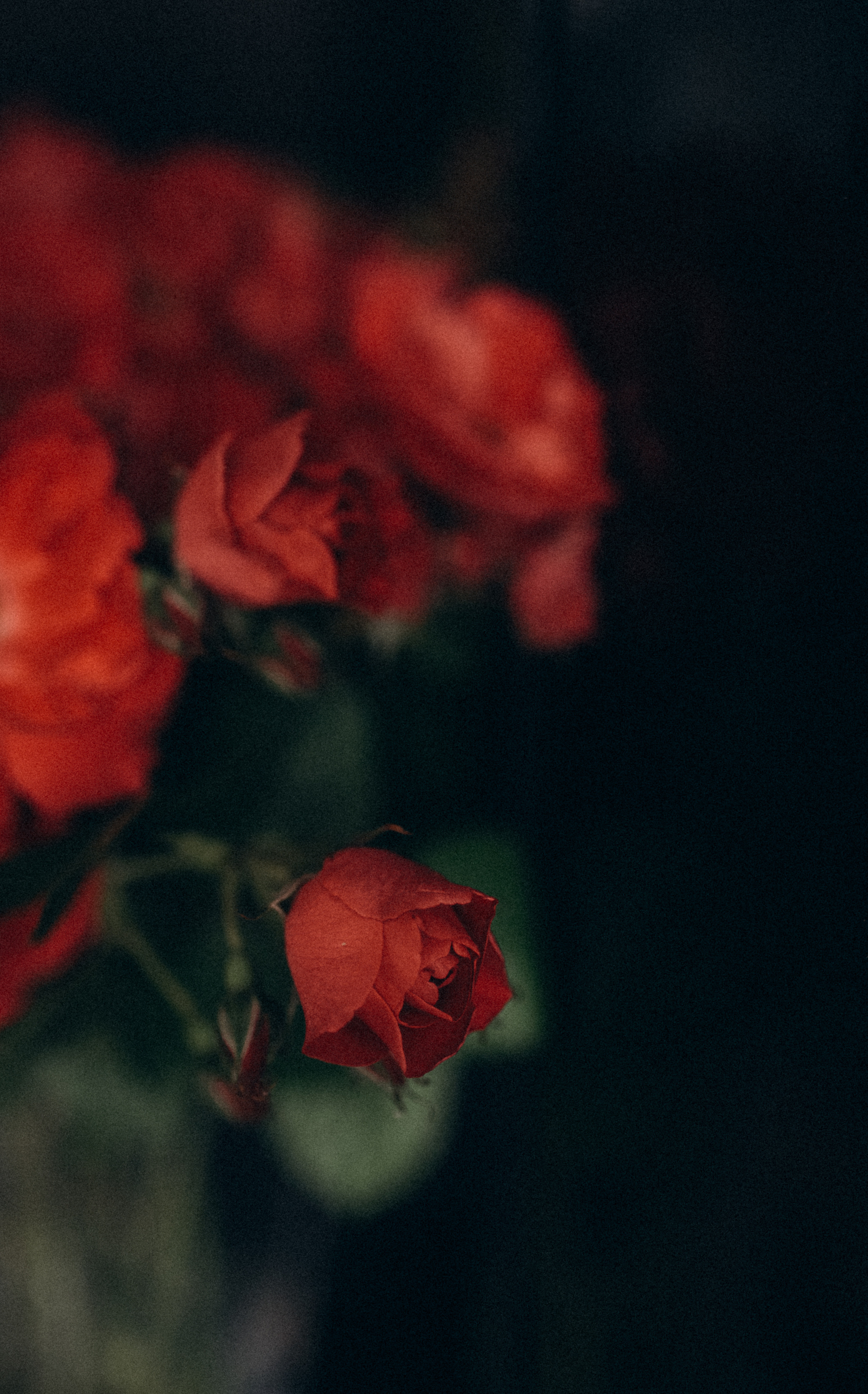 ФОТОШПАЛЕРИ. Семейный фотограф Екатерина Воробьева