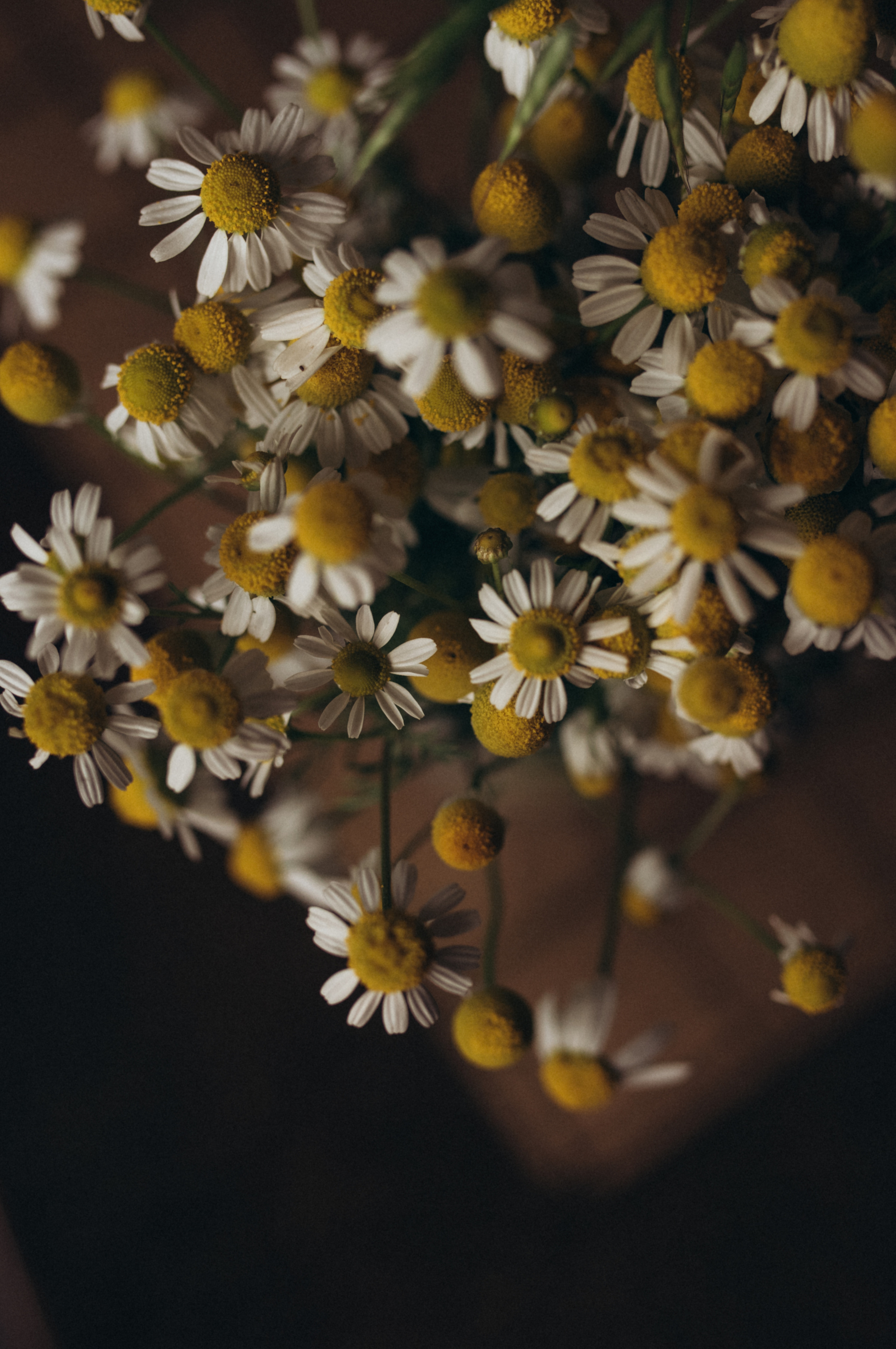 ФОТОШПАЛЕРИ. Семейный фотограф Екатерина Воробьева