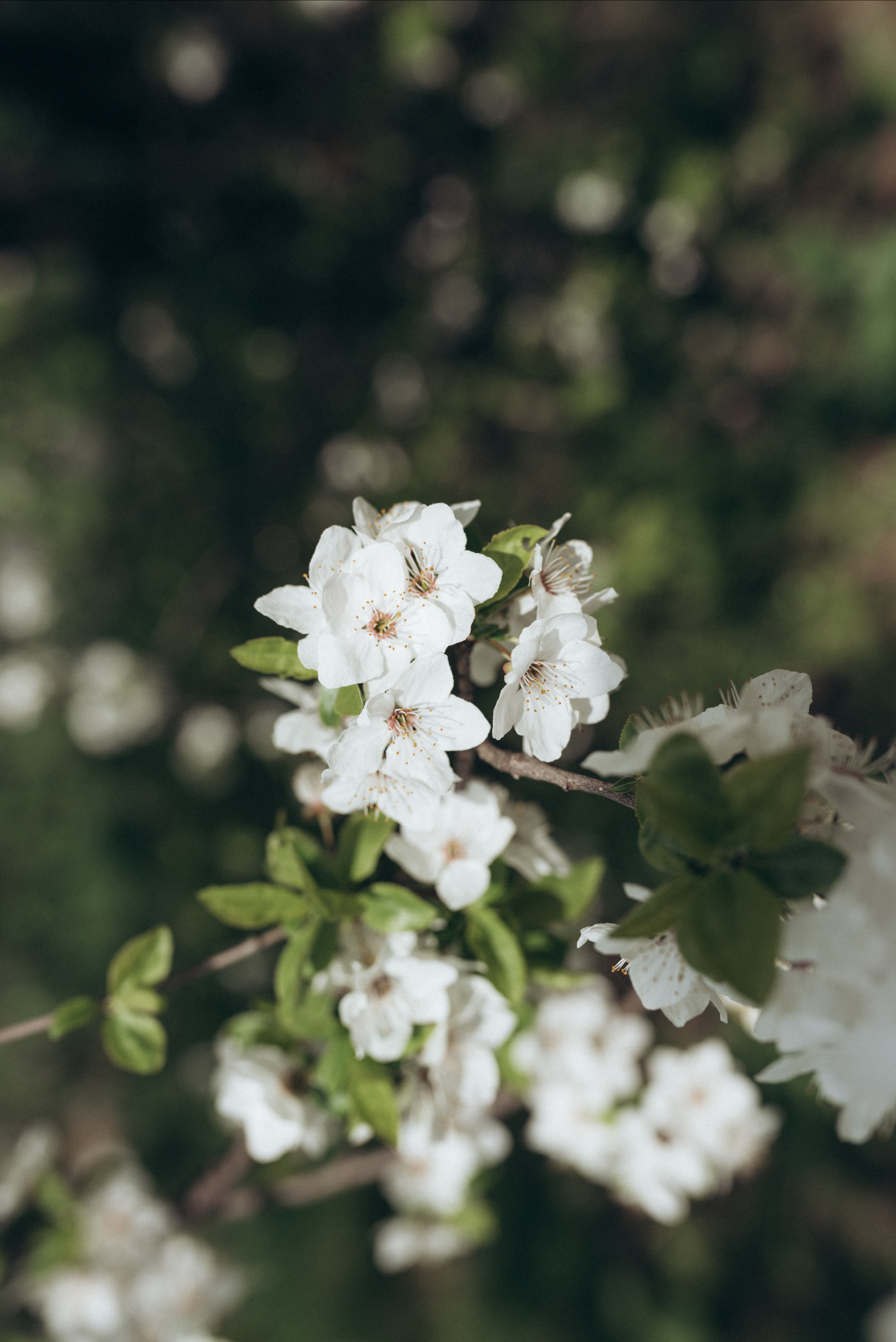 ФОТОШПАЛЕРИ. Семейный фотограф Екатерина Воробьева