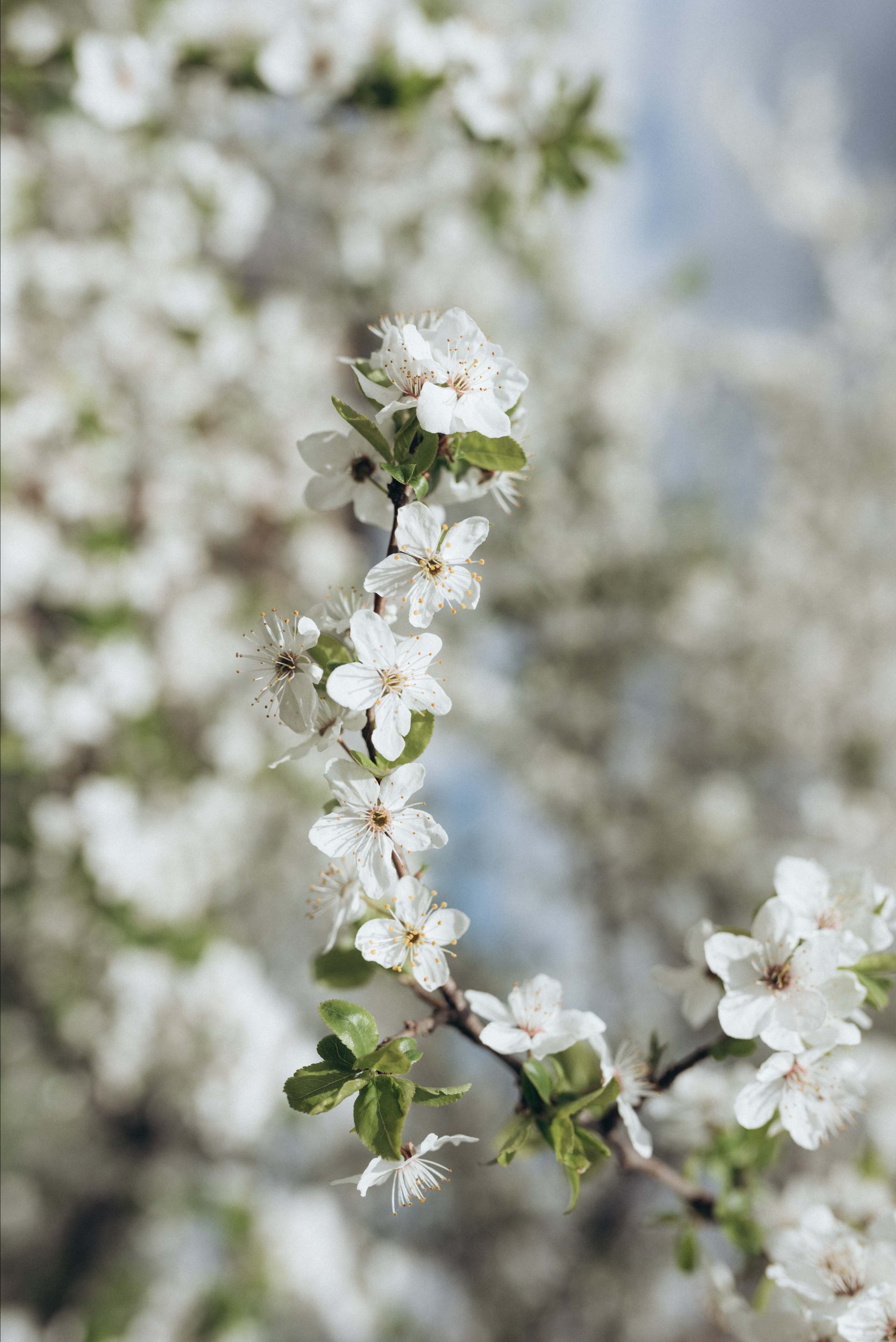 ФОТОШПАЛЕРИ. Семейный фотограф Екатерина Воробьева