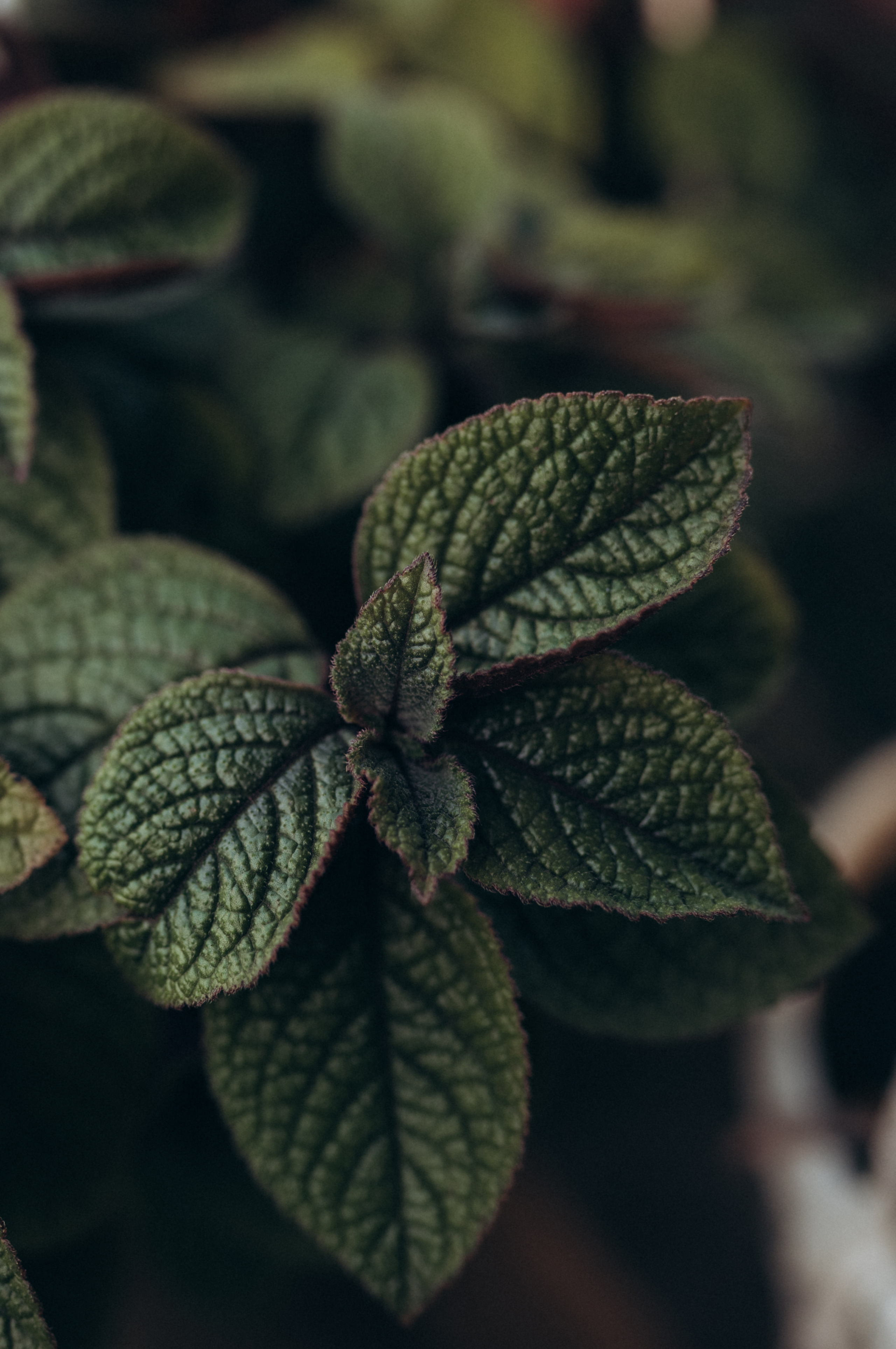 ФОТОШПАЛЕРИ. Семейный фотограф Екатерина Воробьева