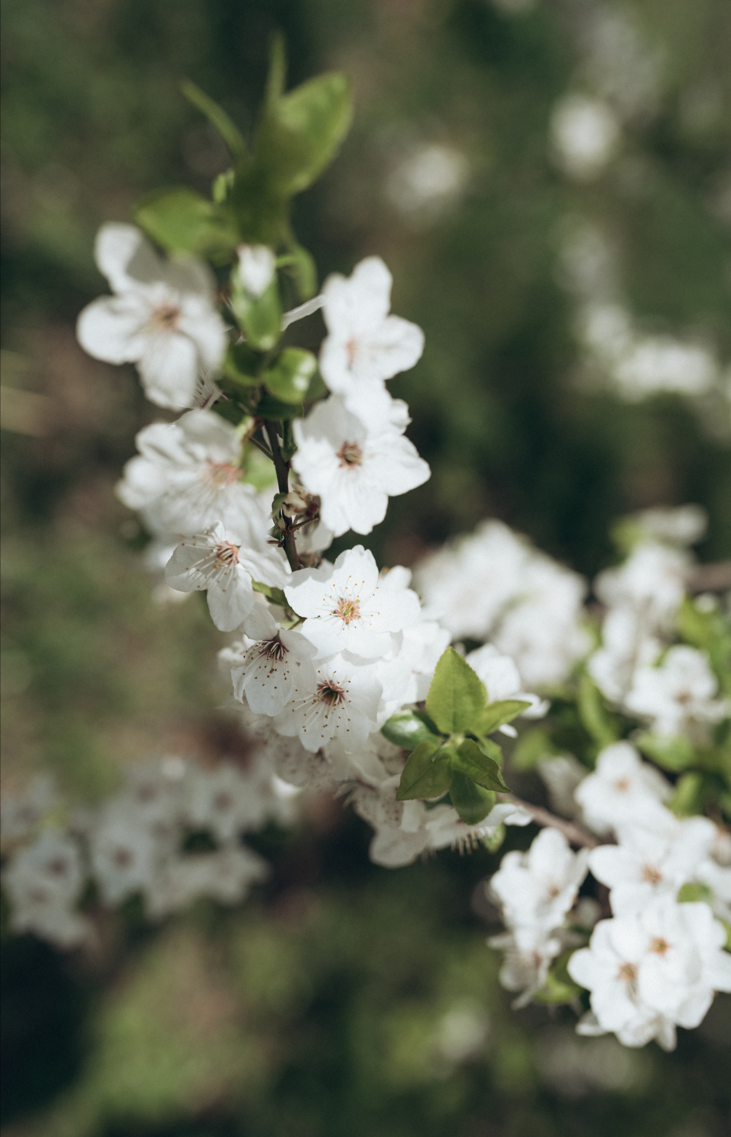 ФОТОШПАЛЕРИ. Семейный фотограф Екатерина Воробьева
