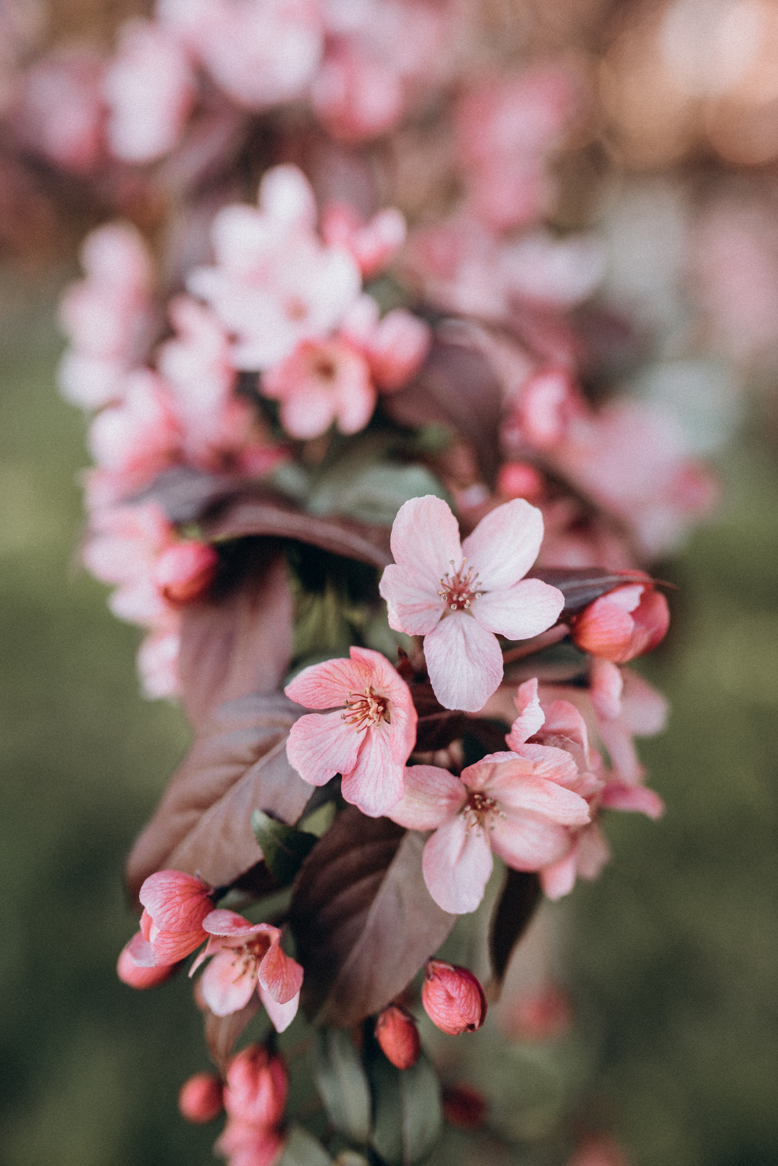 ФОТОШПАЛЕРИ. Семейный фотограф Екатерина Воробьева