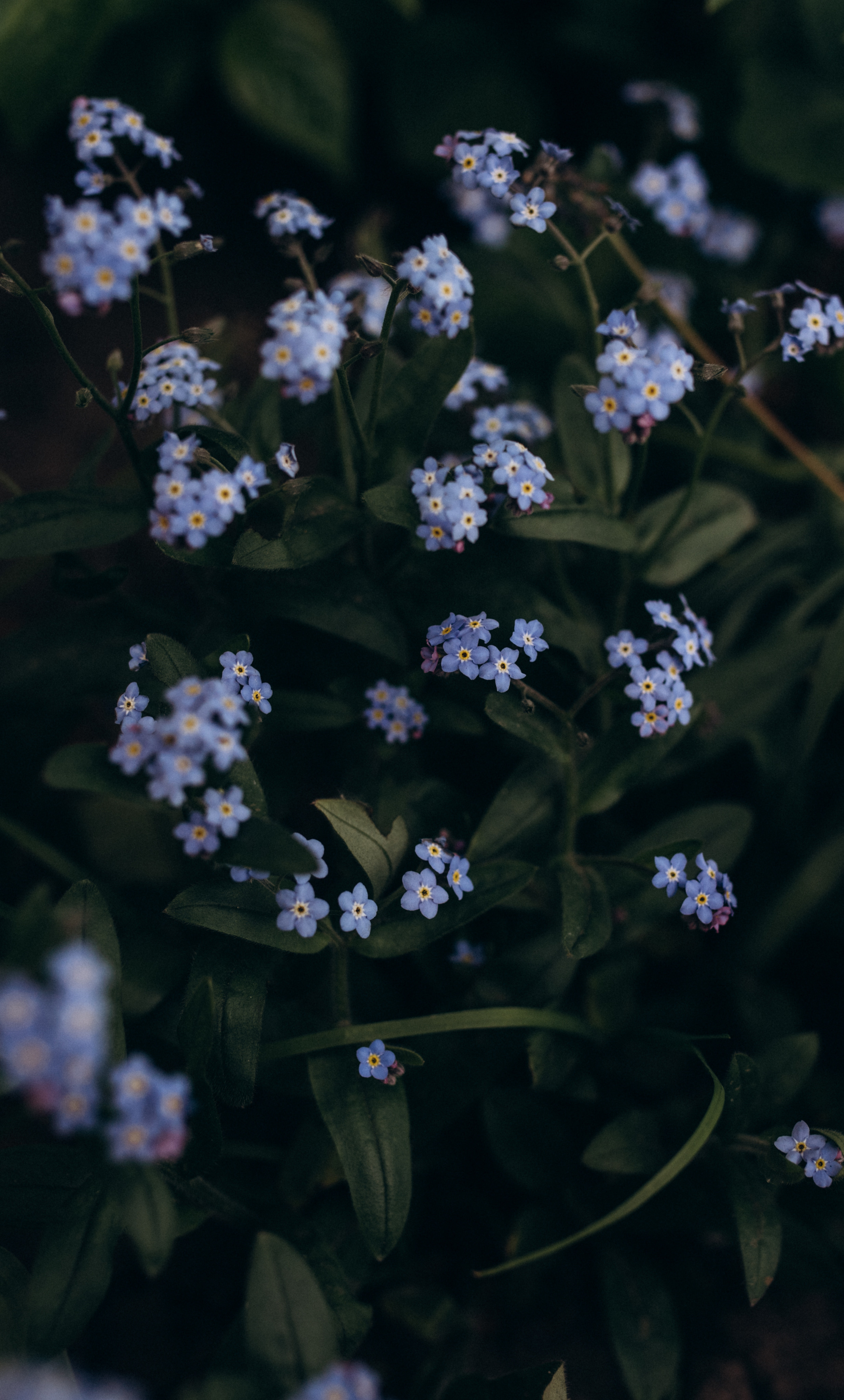 ФОТОШПАЛЕРИ. Семейный фотограф Екатерина Воробьева