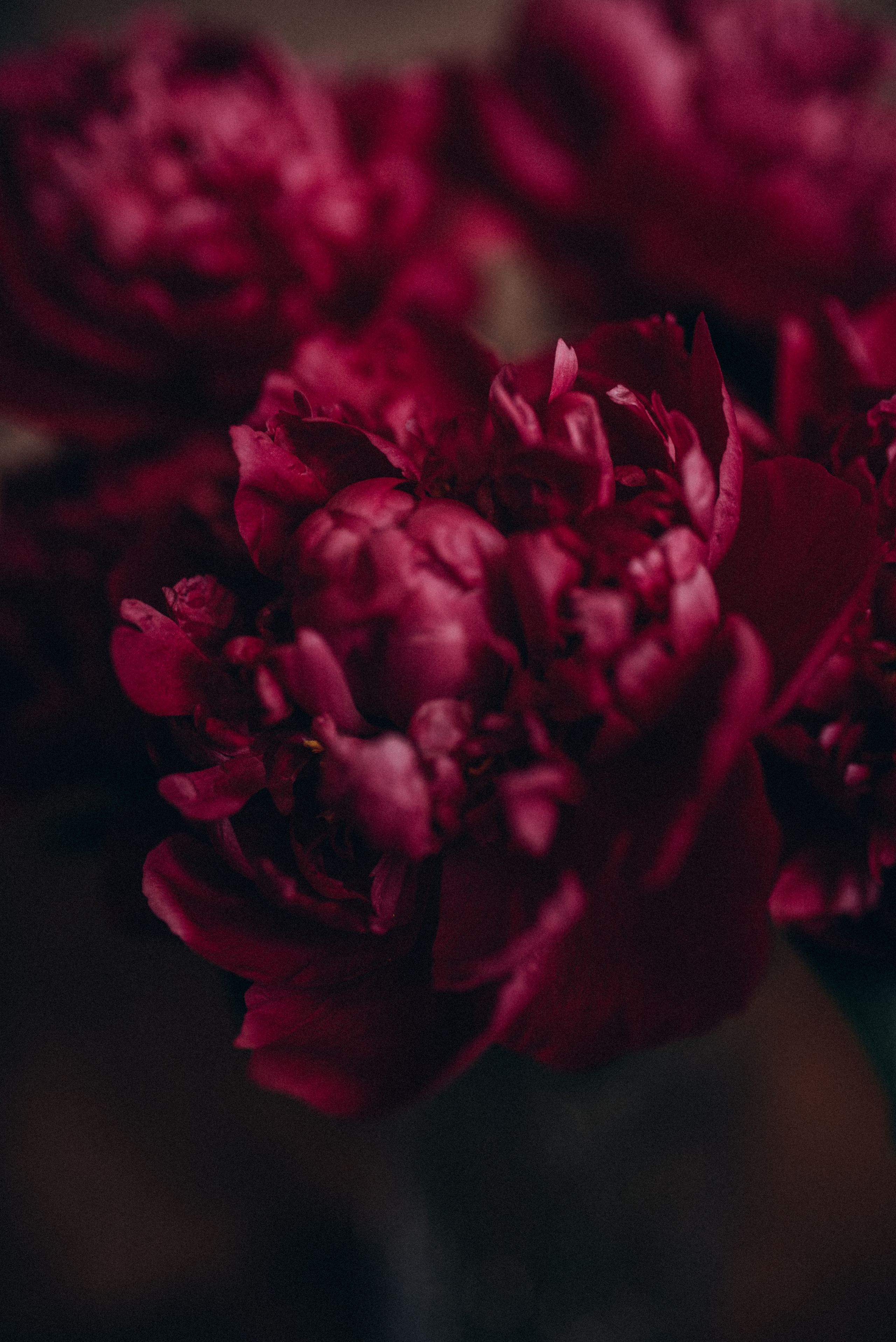 ФОТОШПАЛЕРИ. Семейный фотограф Екатерина Воробьева