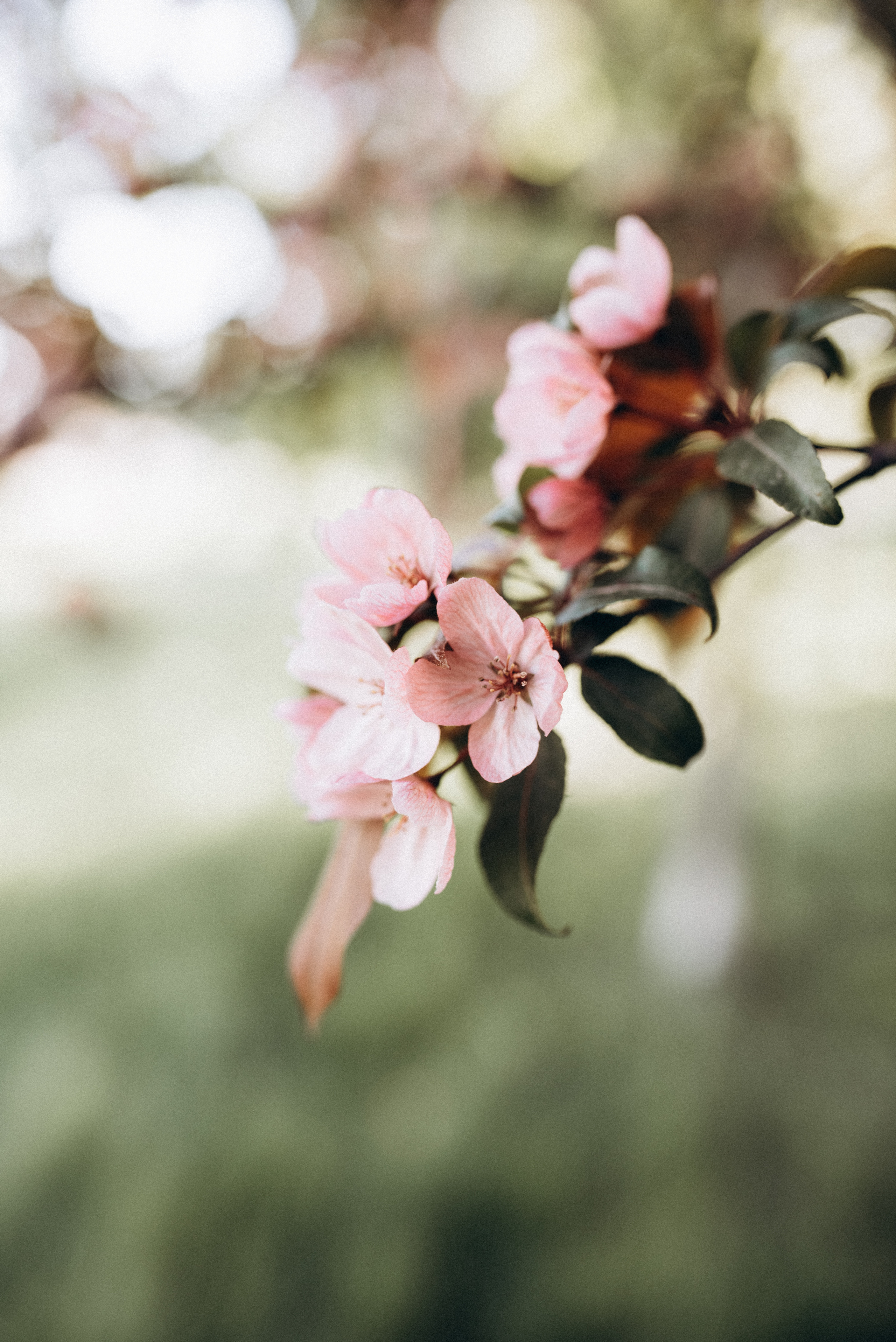 ФОТОШПАЛЕРИ. Семейный фотограф Екатерина Воробьева