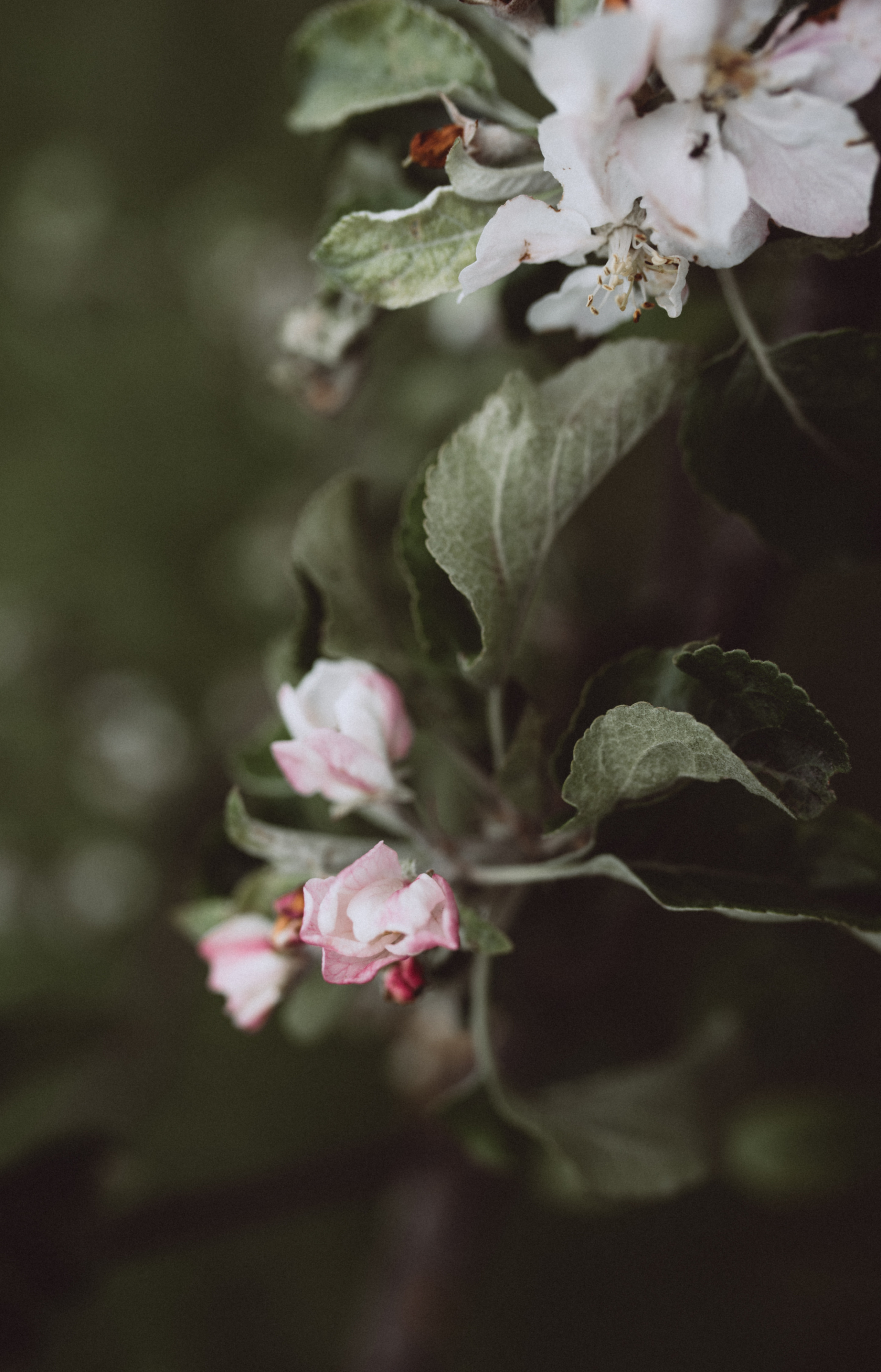 ФОТОШПАЛЕРИ. Семейный фотограф Екатерина Воробьева