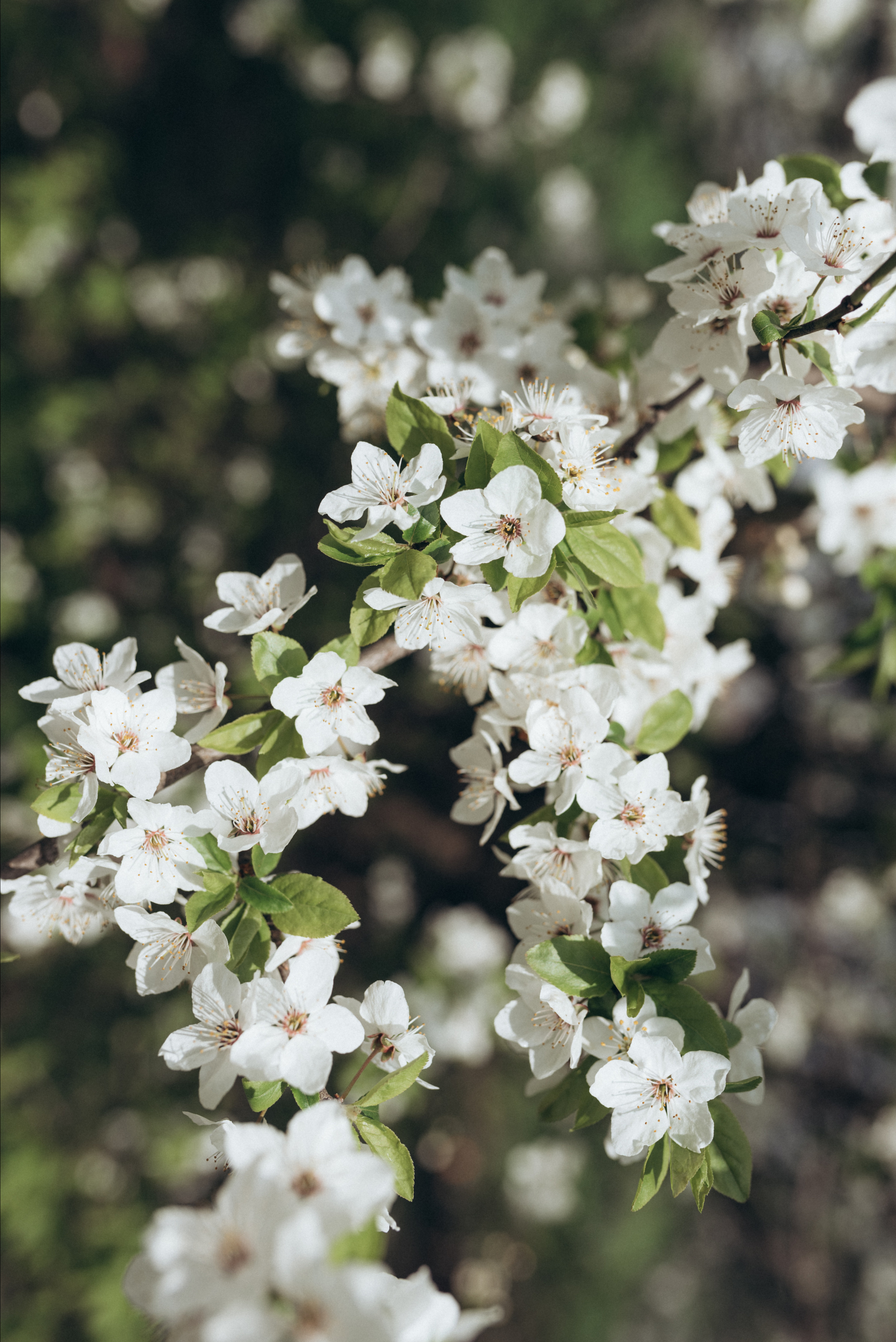 ФОТОШПАЛЕРИ. Семейный фотограф Екатерина Воробьева