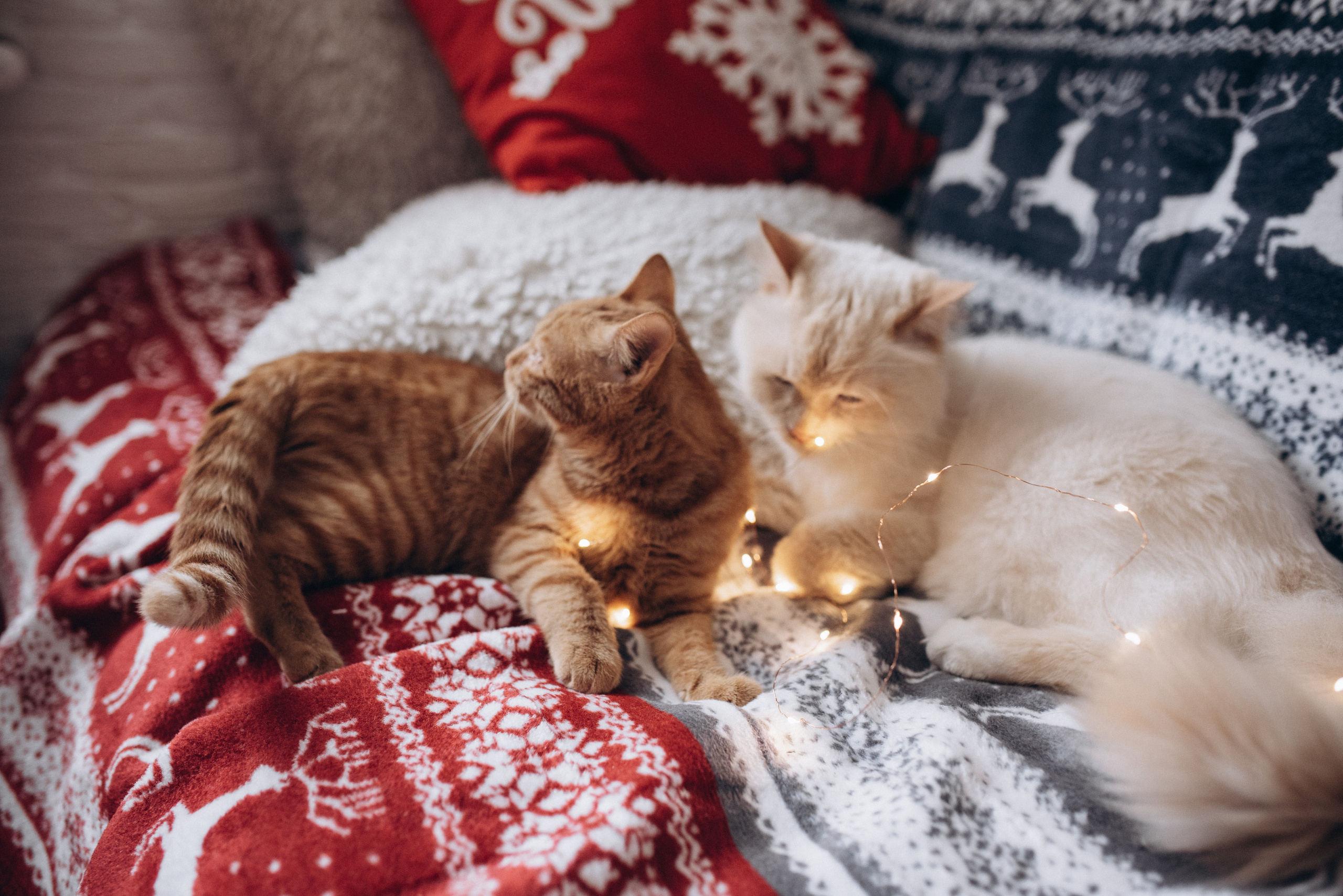 Максим і Віка. Новорічна історія. Семейный фотограф Екатерина Воробьева