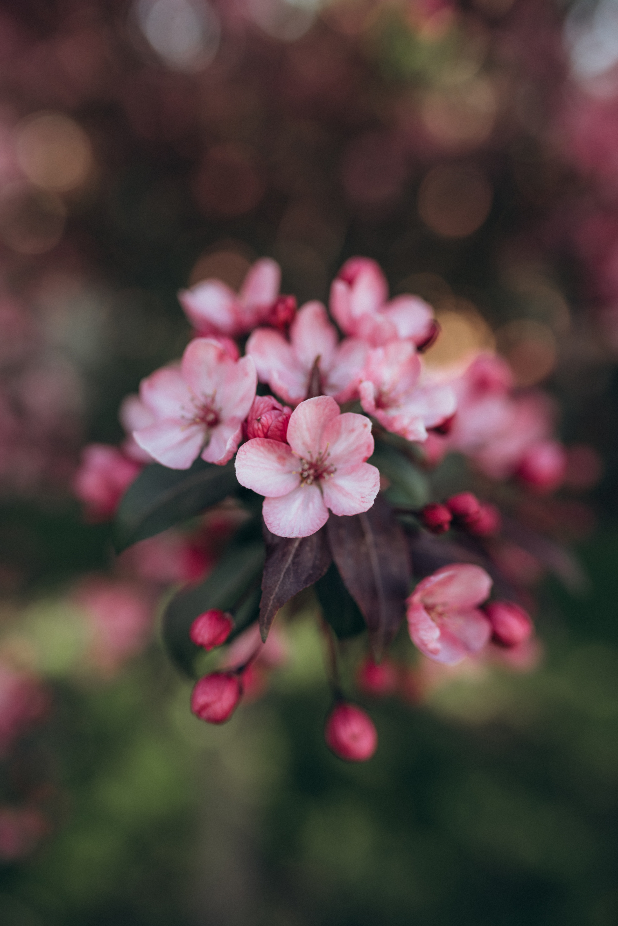 ФОТОШПАЛЕРИ. Семейный фотограф Екатерина Воробьева