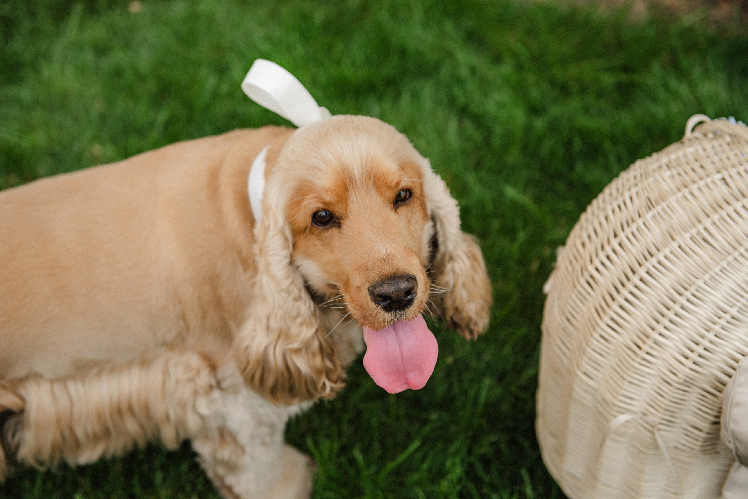 Гендер Паті Аня та Сашко. Semashko Photography — весільне та сімейне фото, Олег І Наталі Семашко