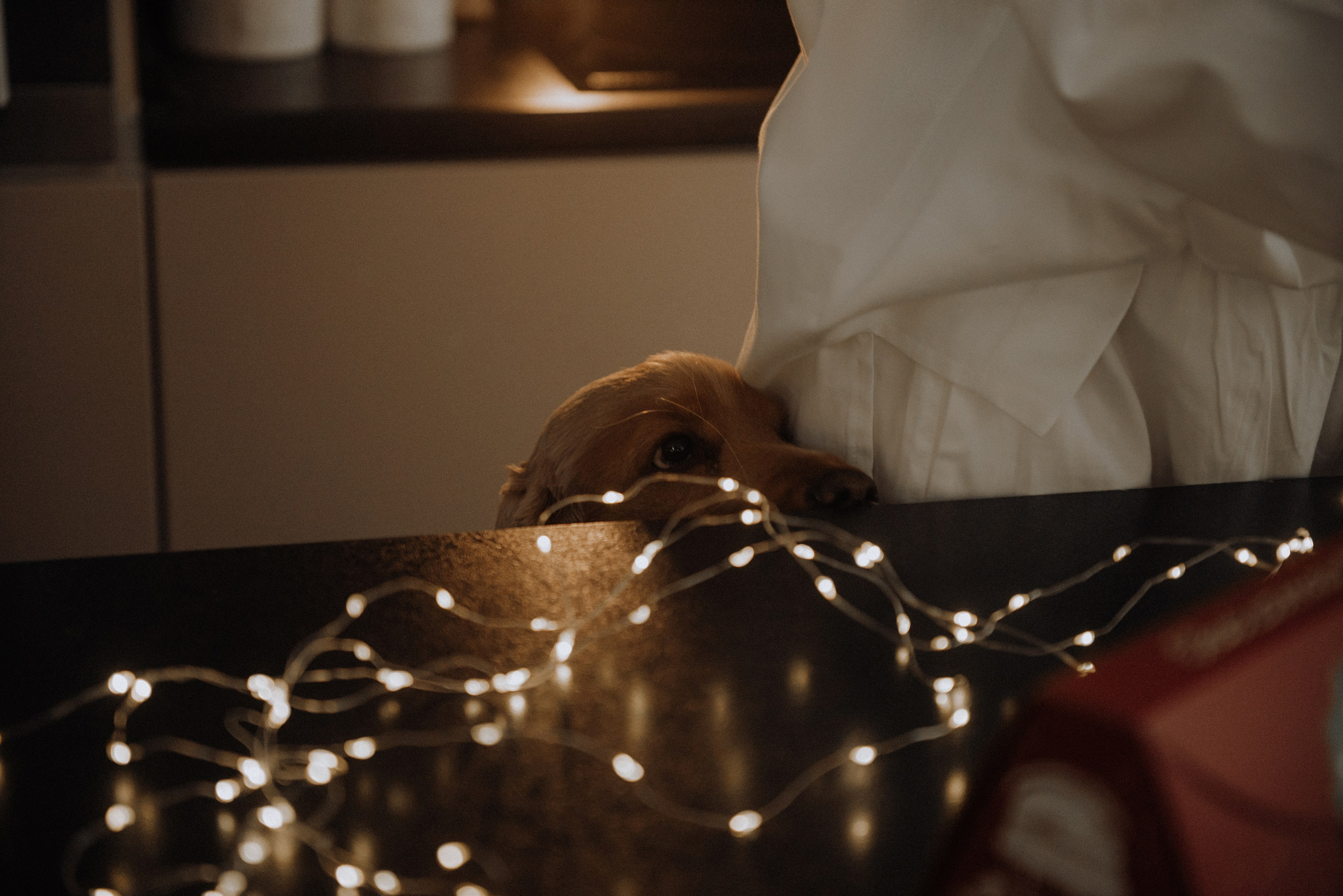 Вєня. Semashko Photography — весільні та сімейні фотографи