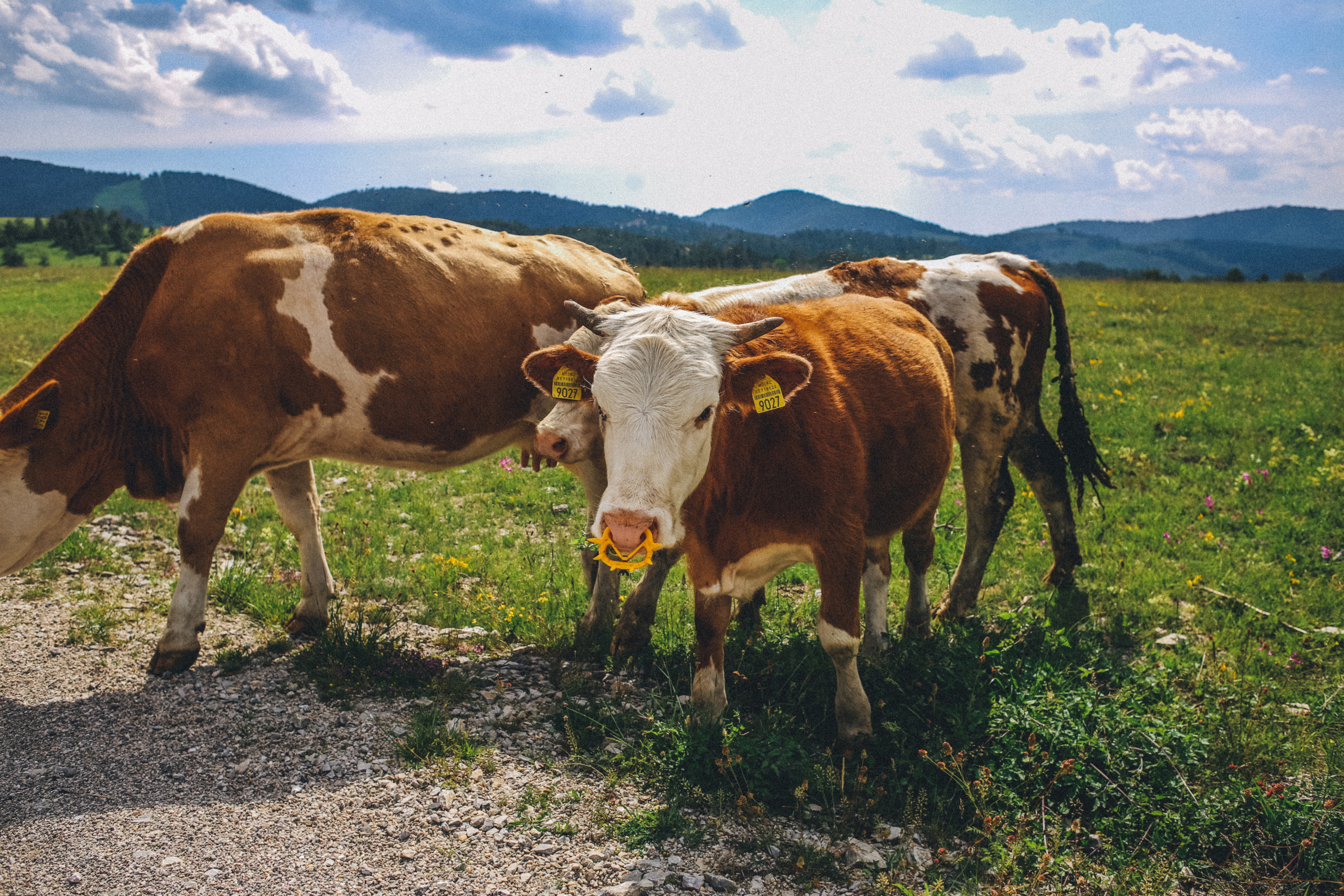 Nature. Magnum Roman Photographer