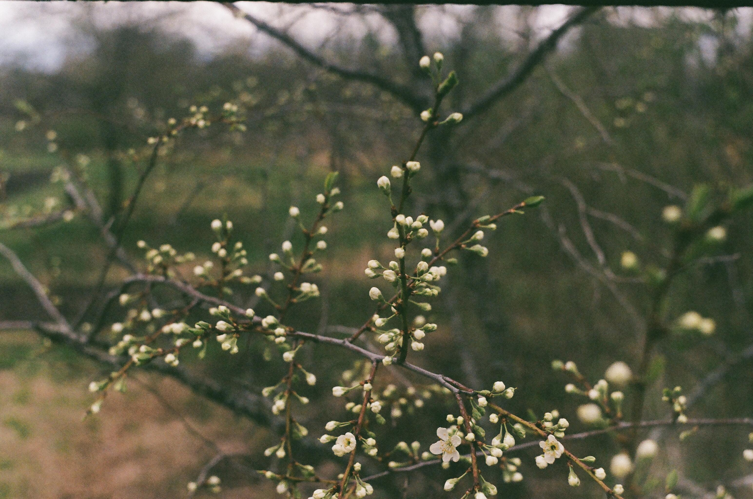 35 mm. Magnum Roman Photographer