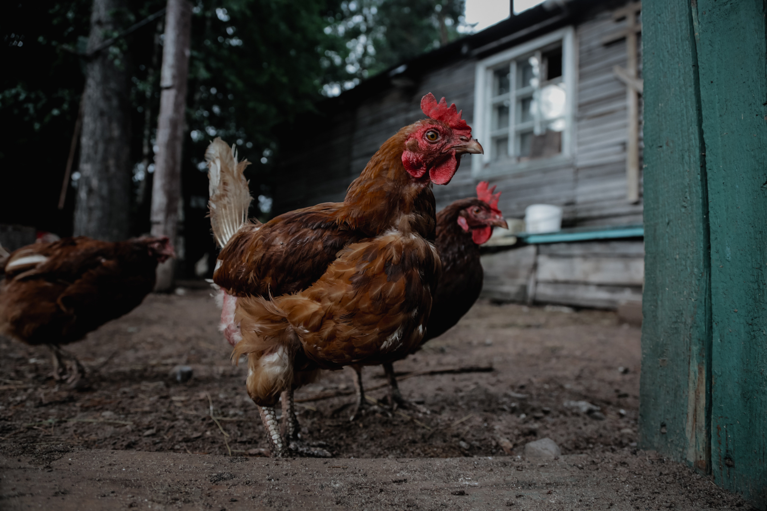 Nature. Magnum Roman Photographer