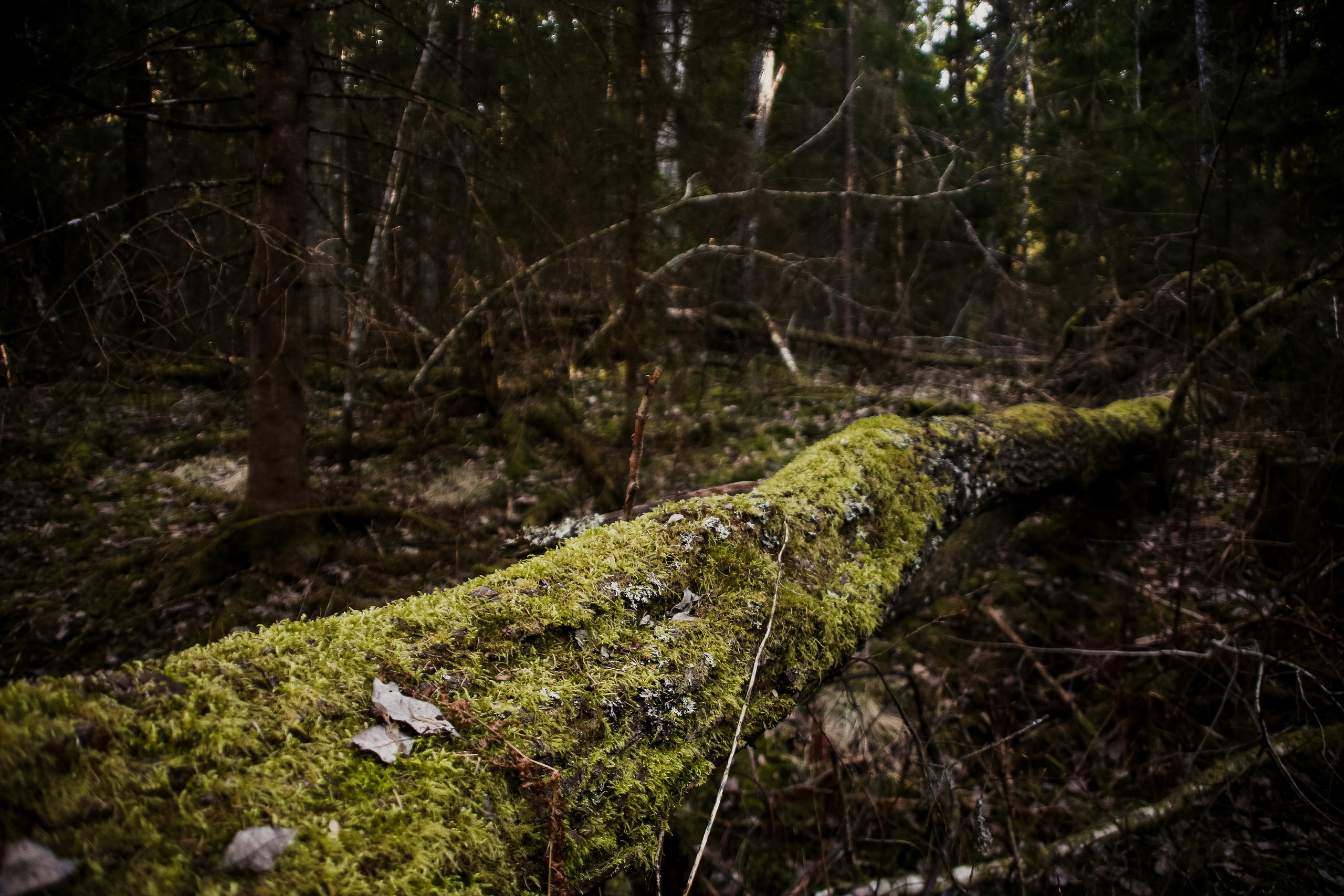 Nature. Magnum Roman Photographer