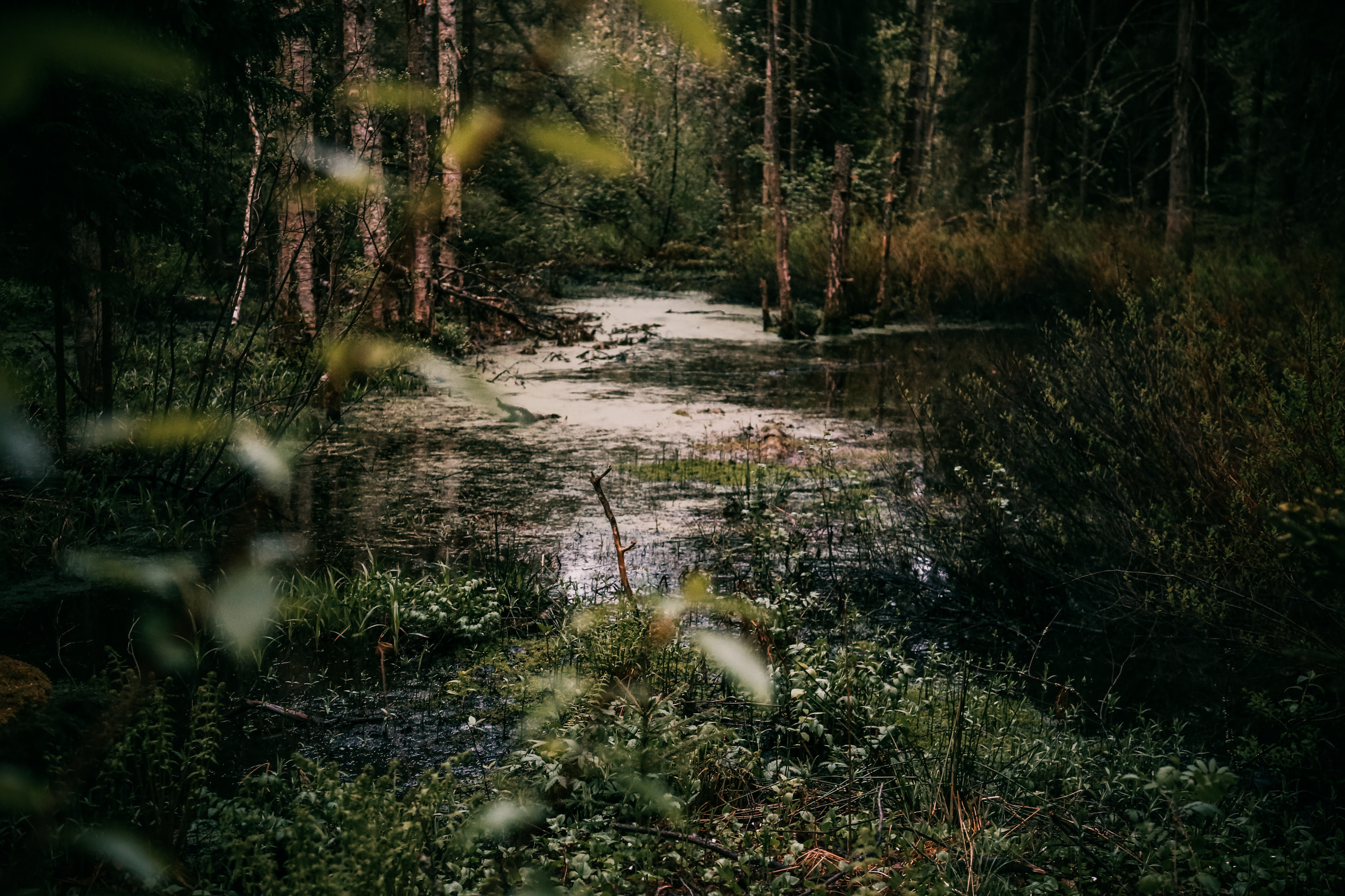 Nature. Magnum Roman Photographer