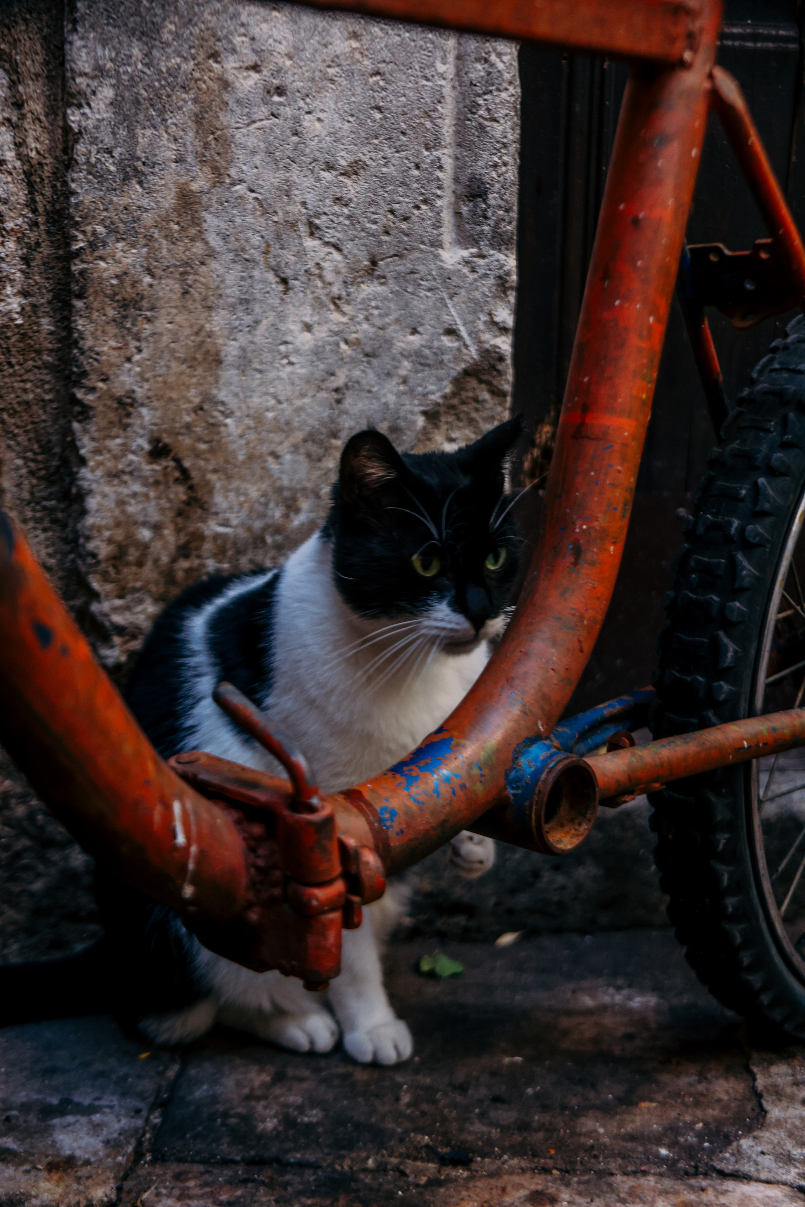Nature. Magnum Roman Photographer