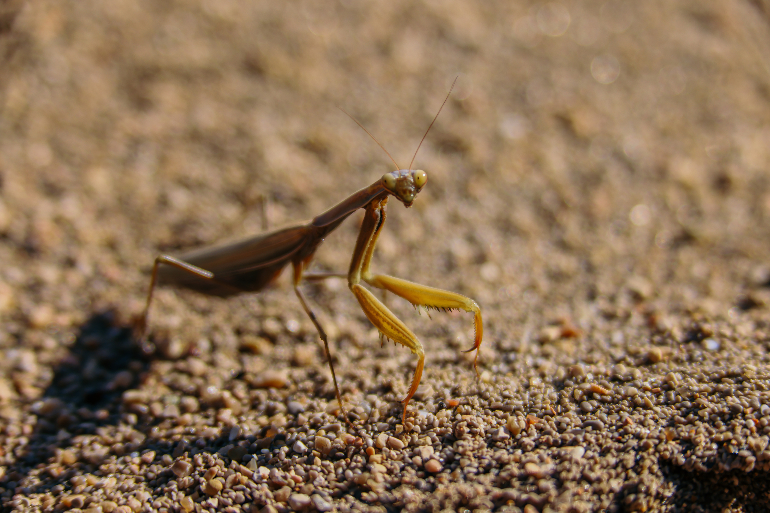 Nature. Magnum Roman Photographer