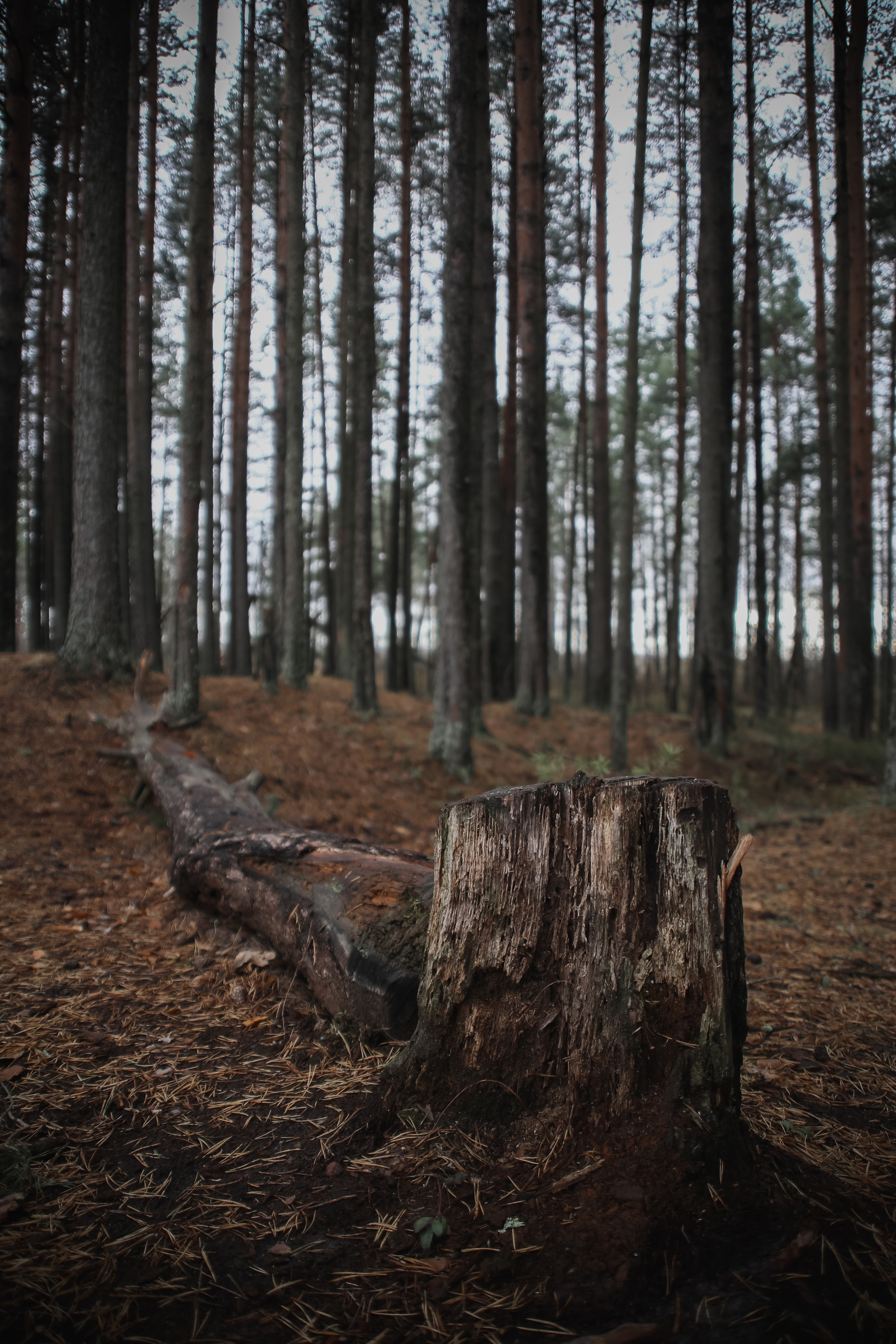 Nature. Magnum Roman Photographer