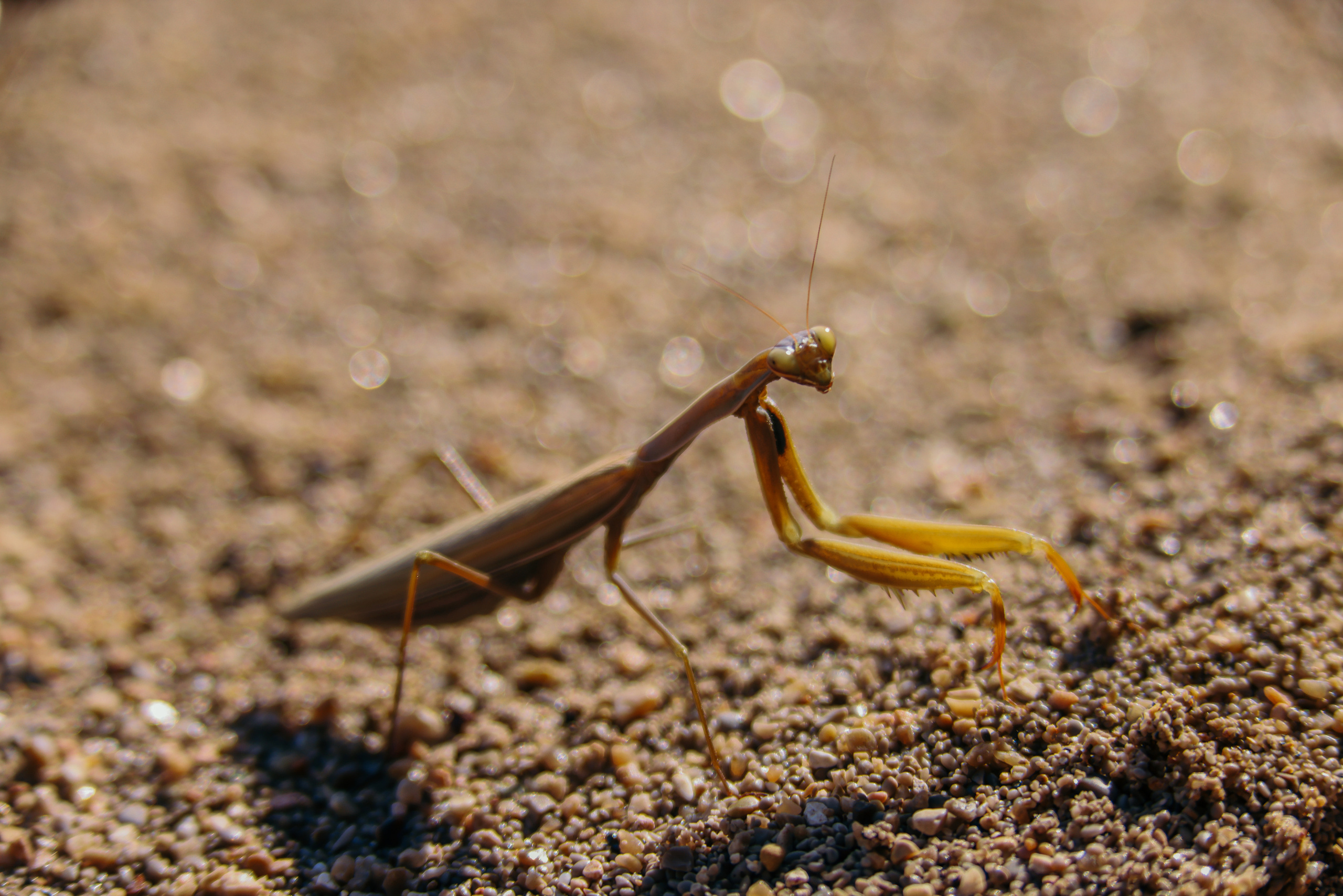 Nature. Magnum Roman Photographer