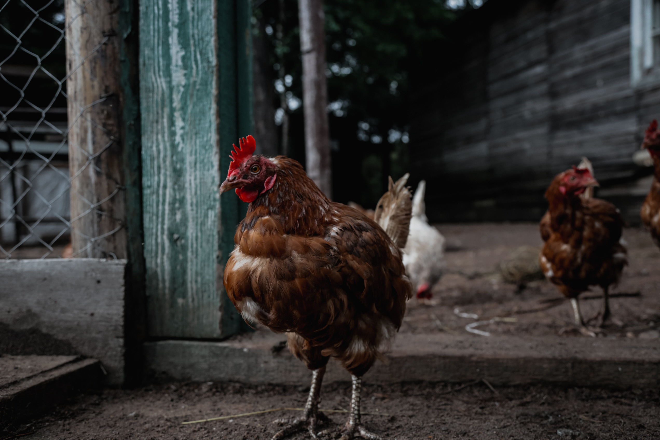 Nature. Magnum Roman Photographer