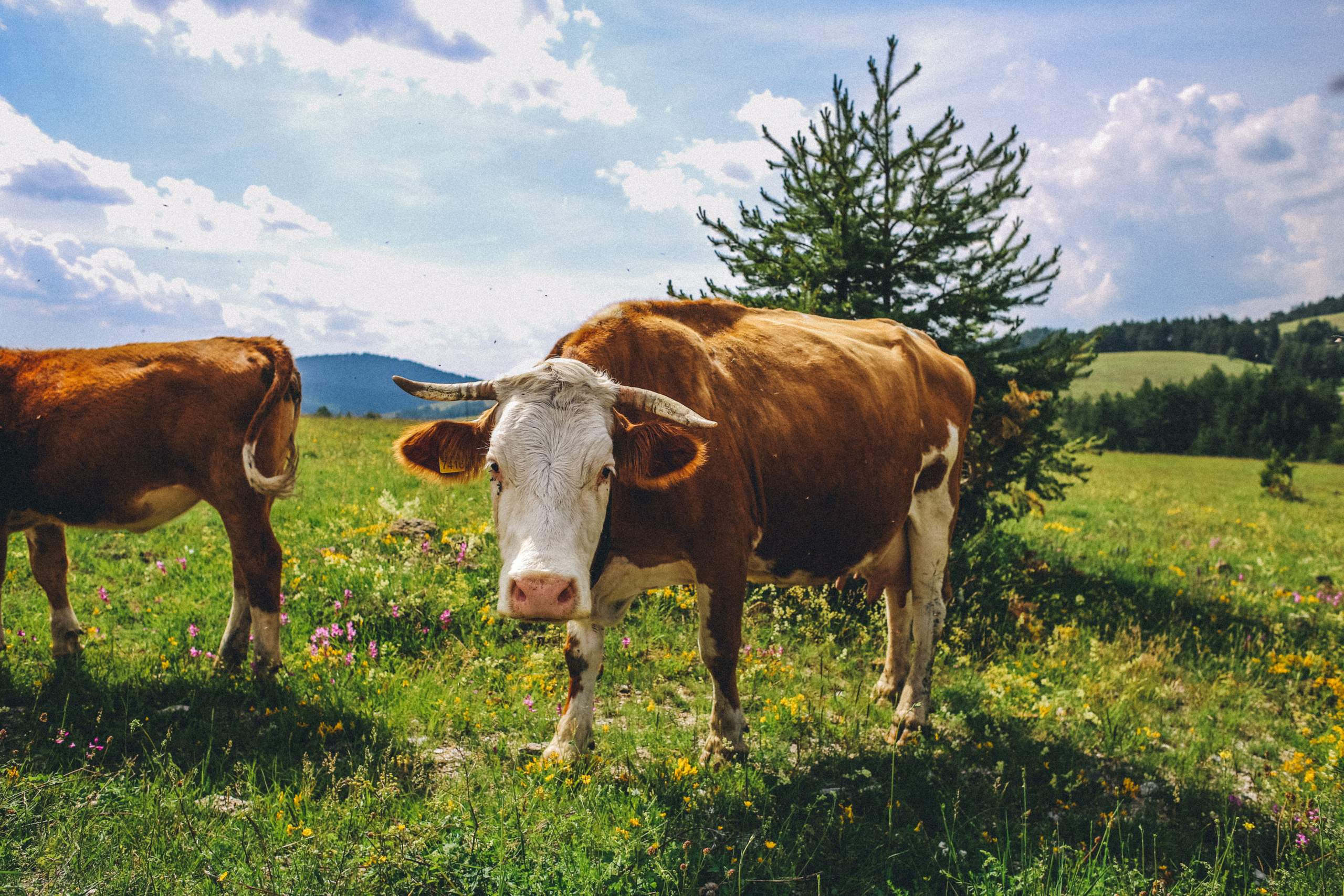Nature. Magnum Roman Photographer