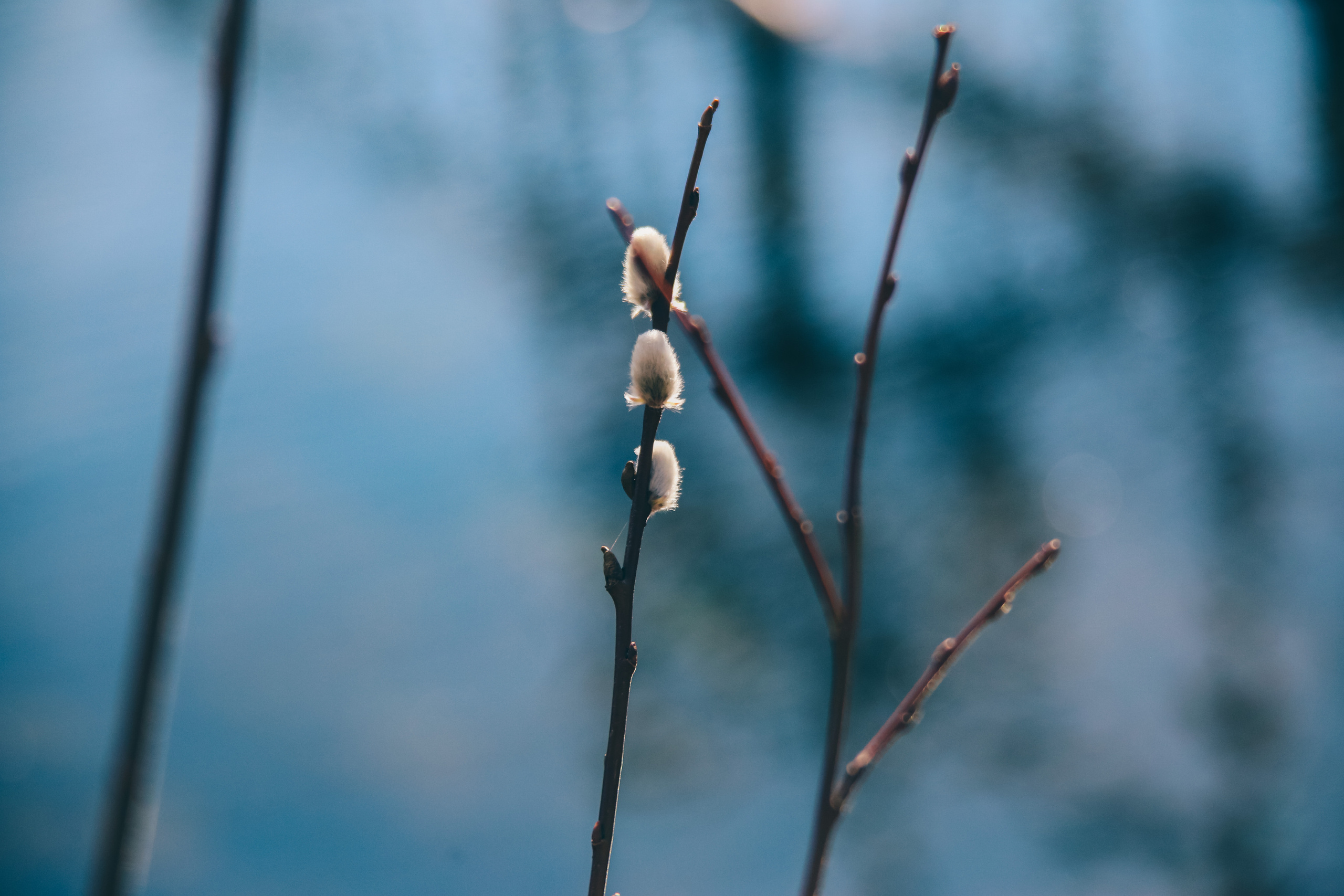 Nature. Magnum Roman Photographer