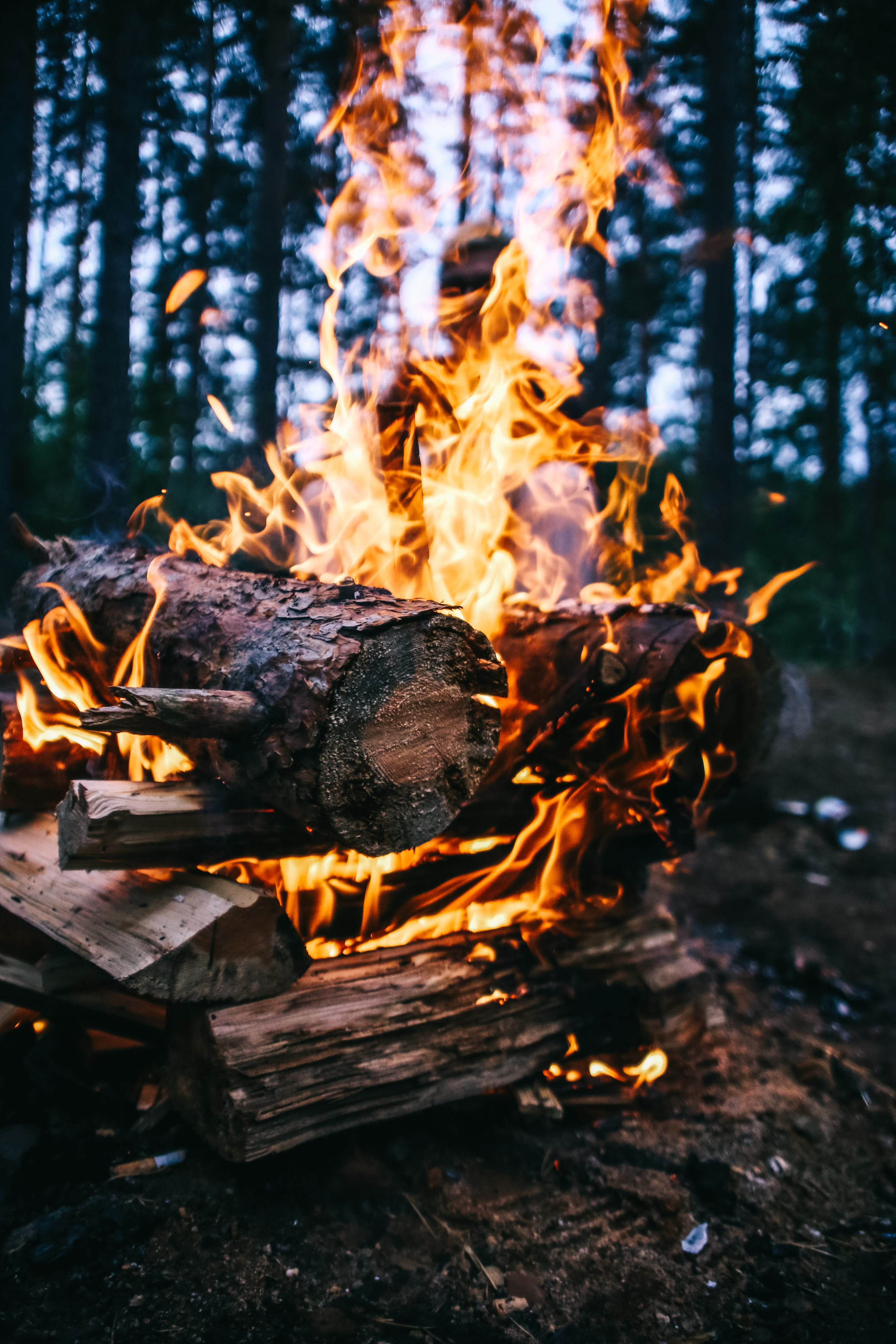 Nature. Magnum Roman Photographer