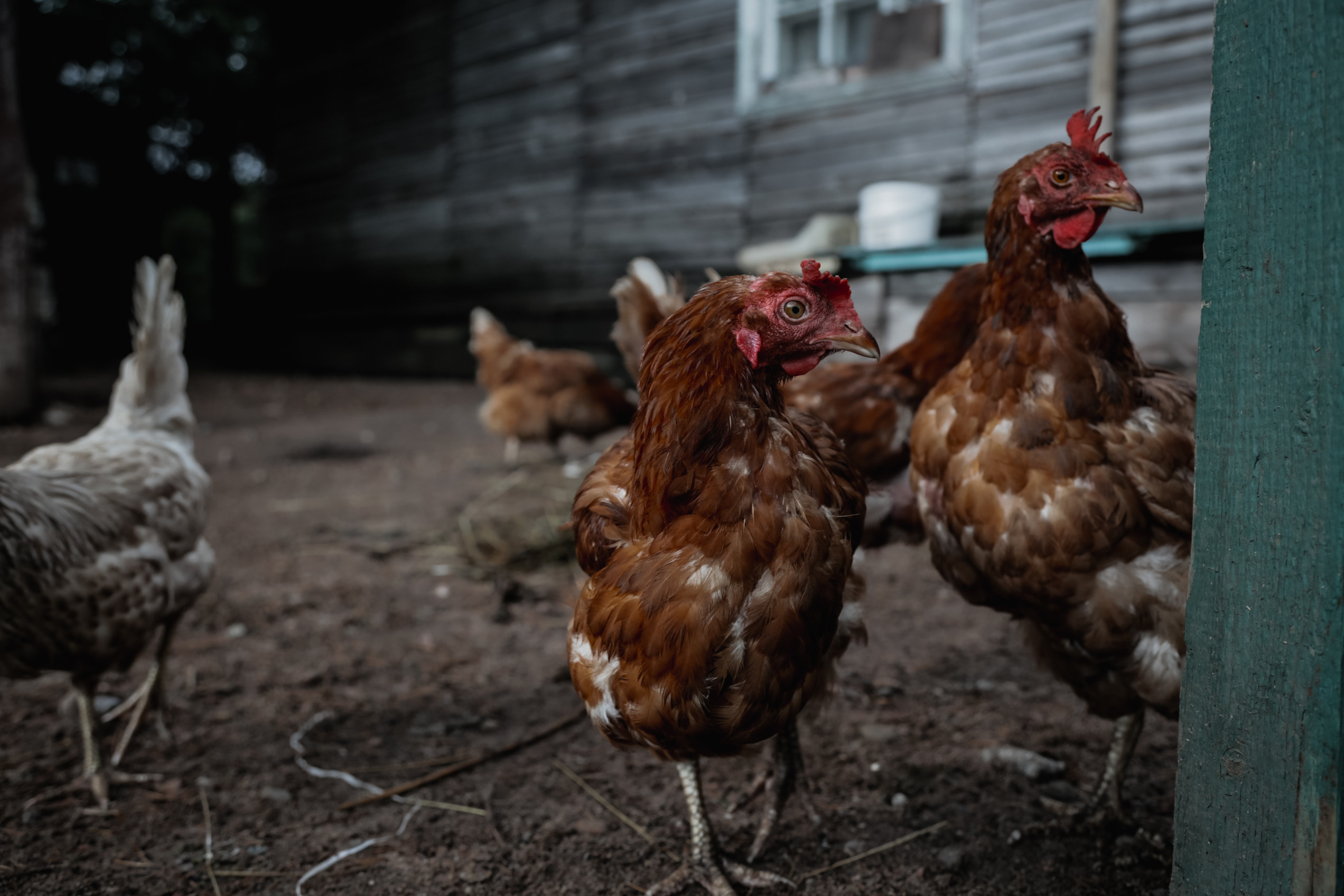 Nature. Magnum Roman Photographer