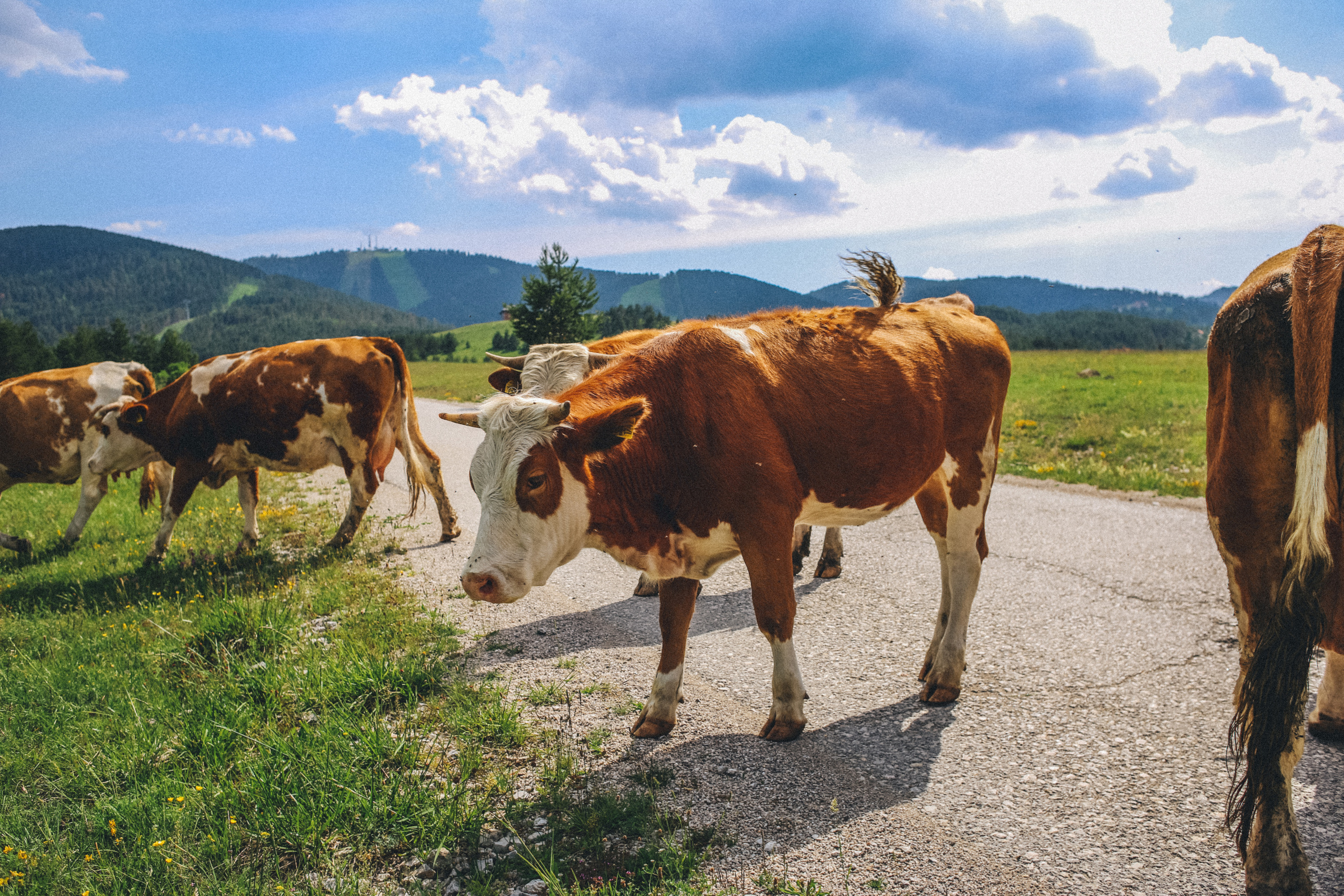 Nature. Magnum Roman Photographer