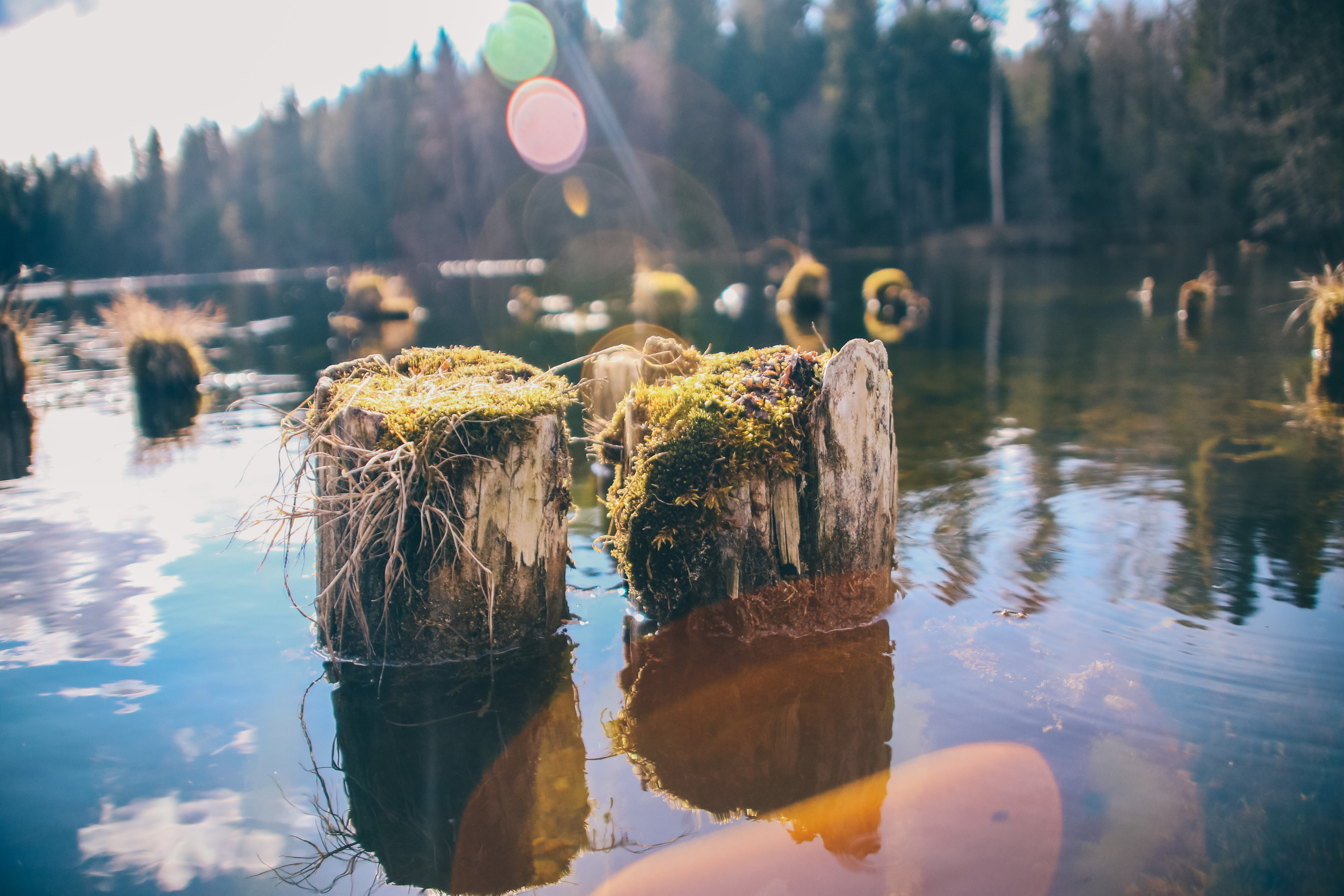 Nature. Magnum Roman Photographer