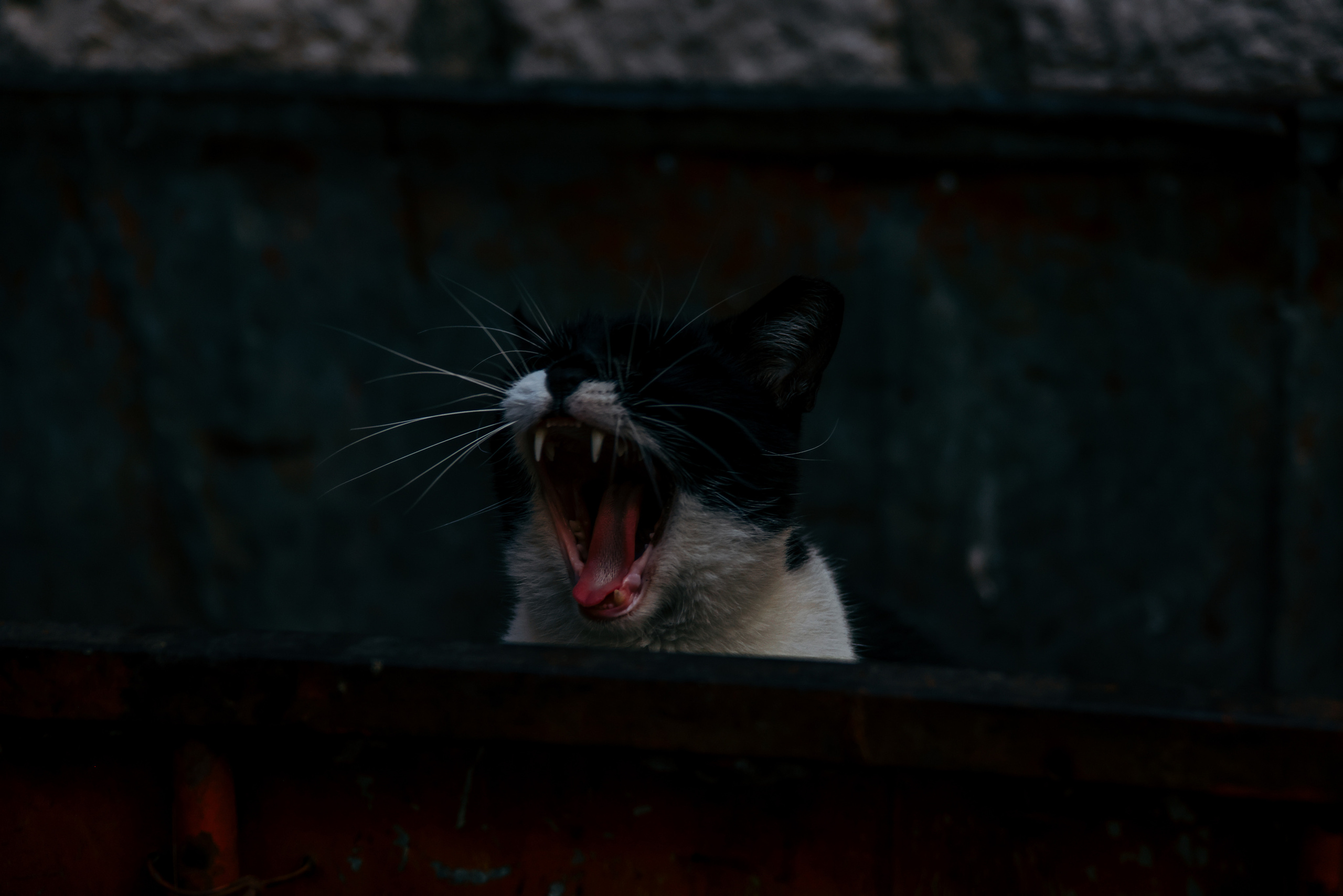 Nature. Magnum Roman Photographer