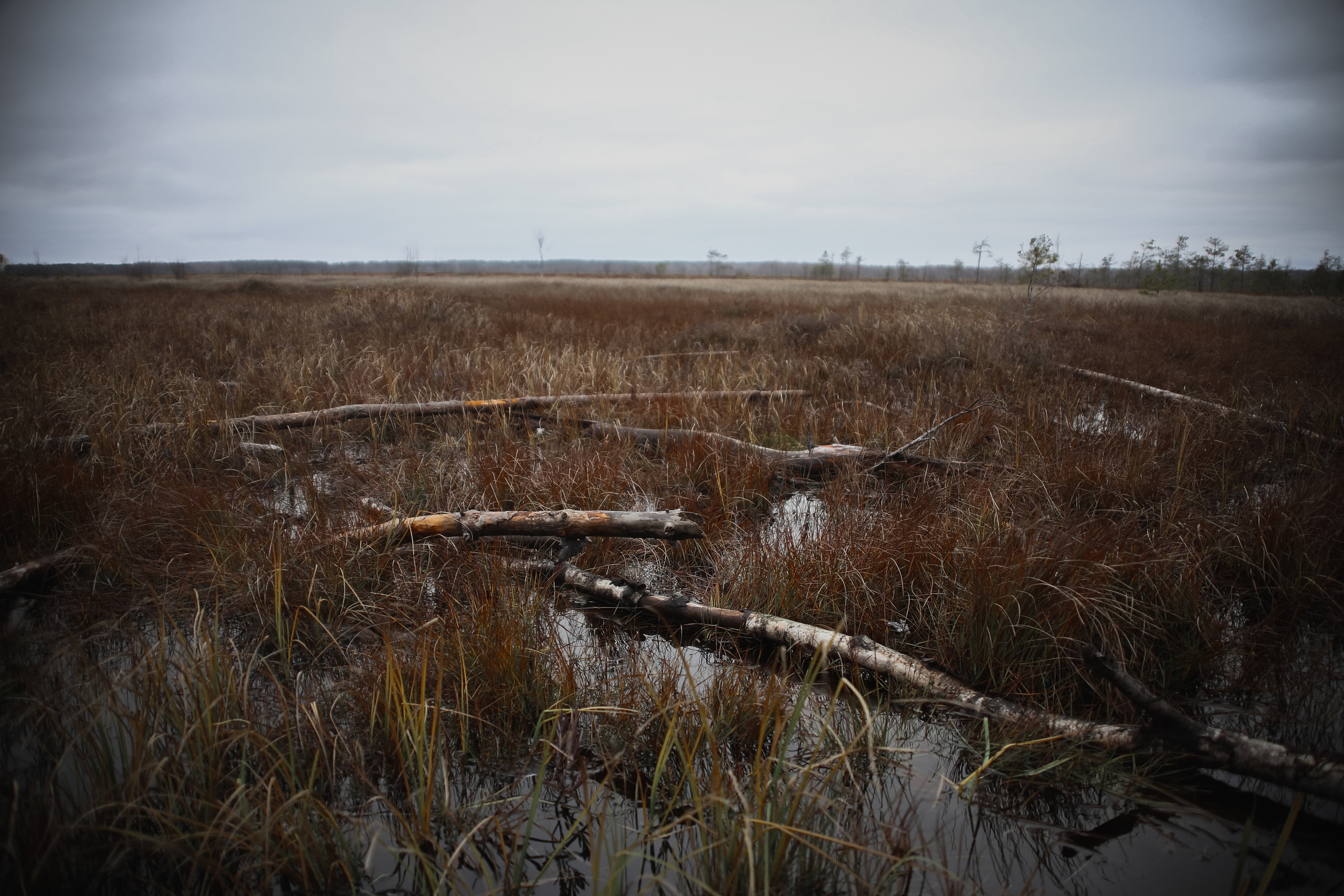Nature. Magnum Roman Photographer