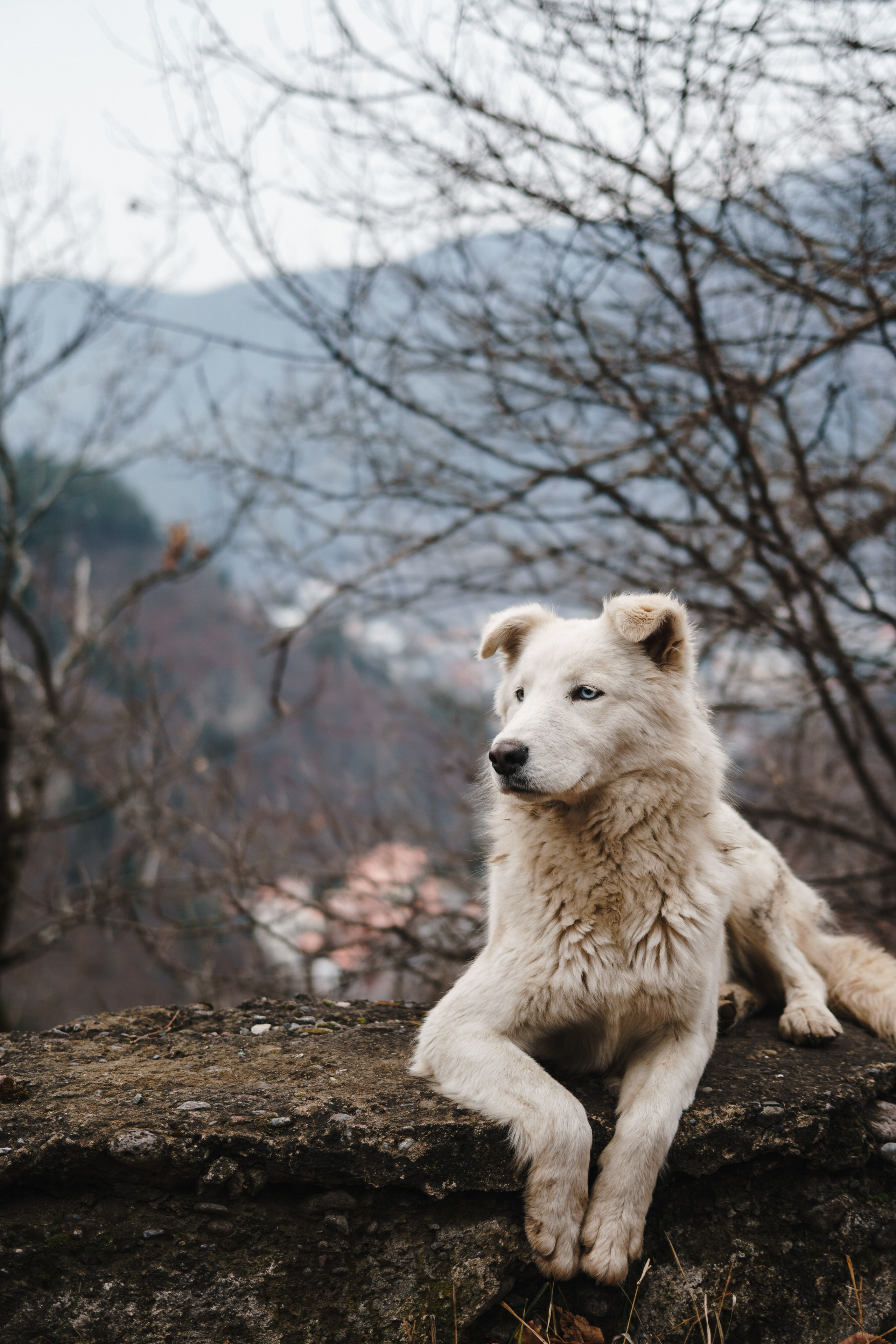 Стук Travel. Новый год в Грузии. Тбилиси, Боржоми. Photo • Video • Production • Aerial • Media Creation