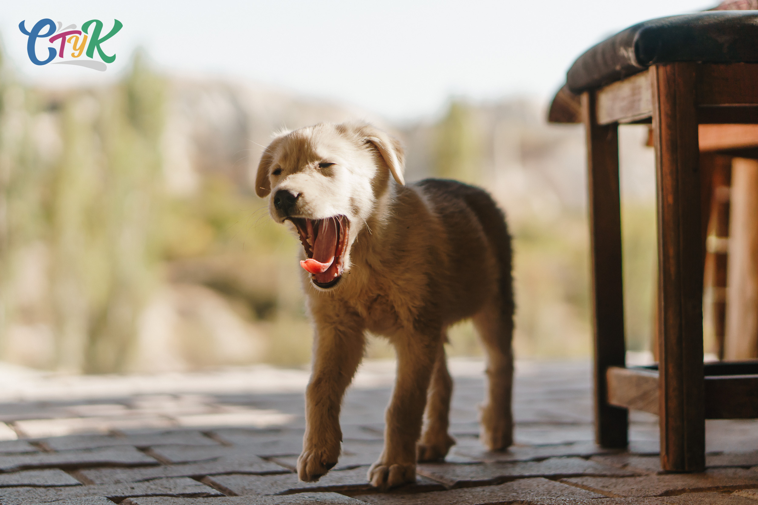 Стук Travel. Каппадокия. Photo • Video • Production • Aerial • Media Creation