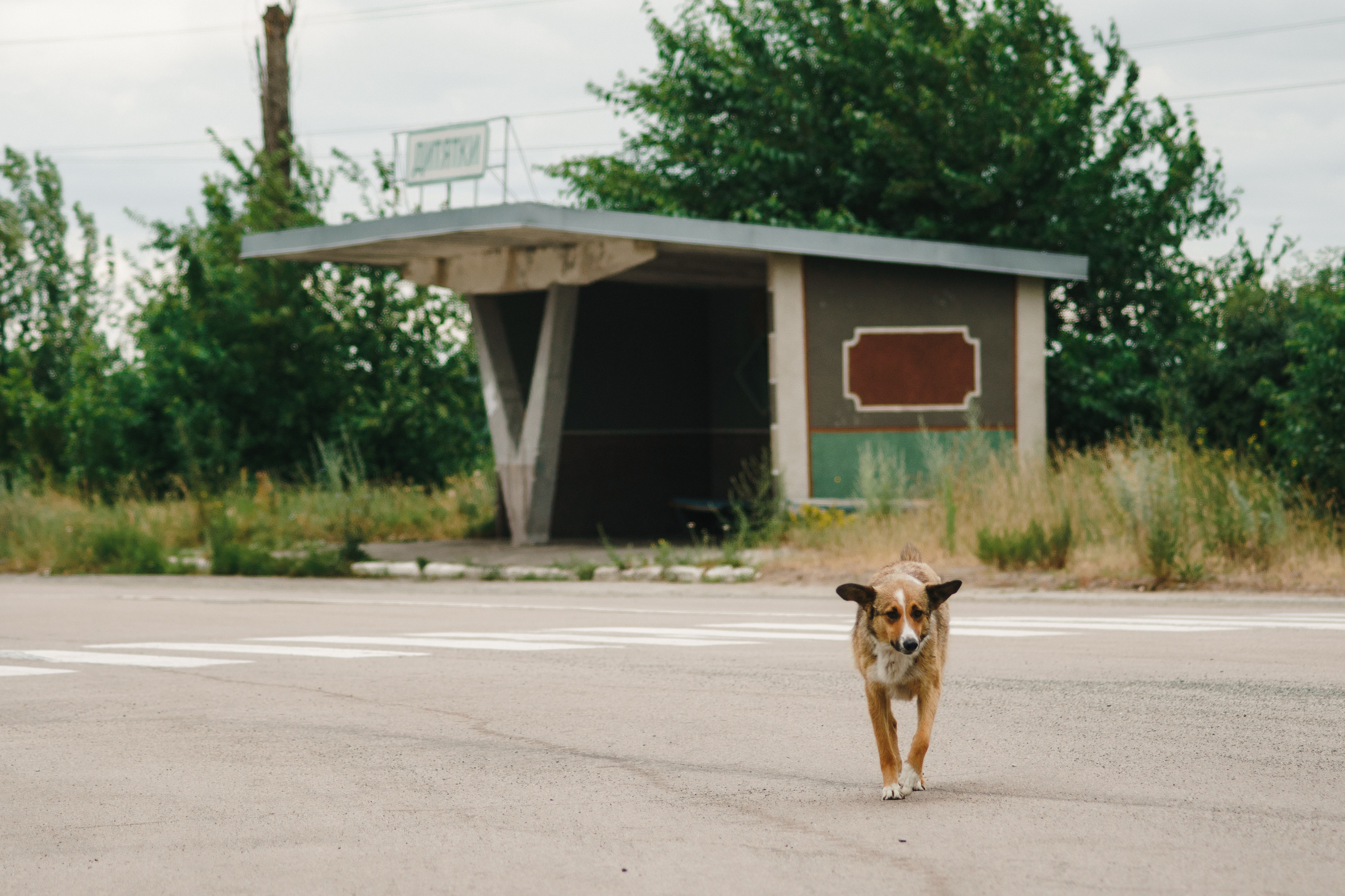 Стук Travel. Чернобыль. Фото • Видео • Аэросъемка • Контент для бизнеса