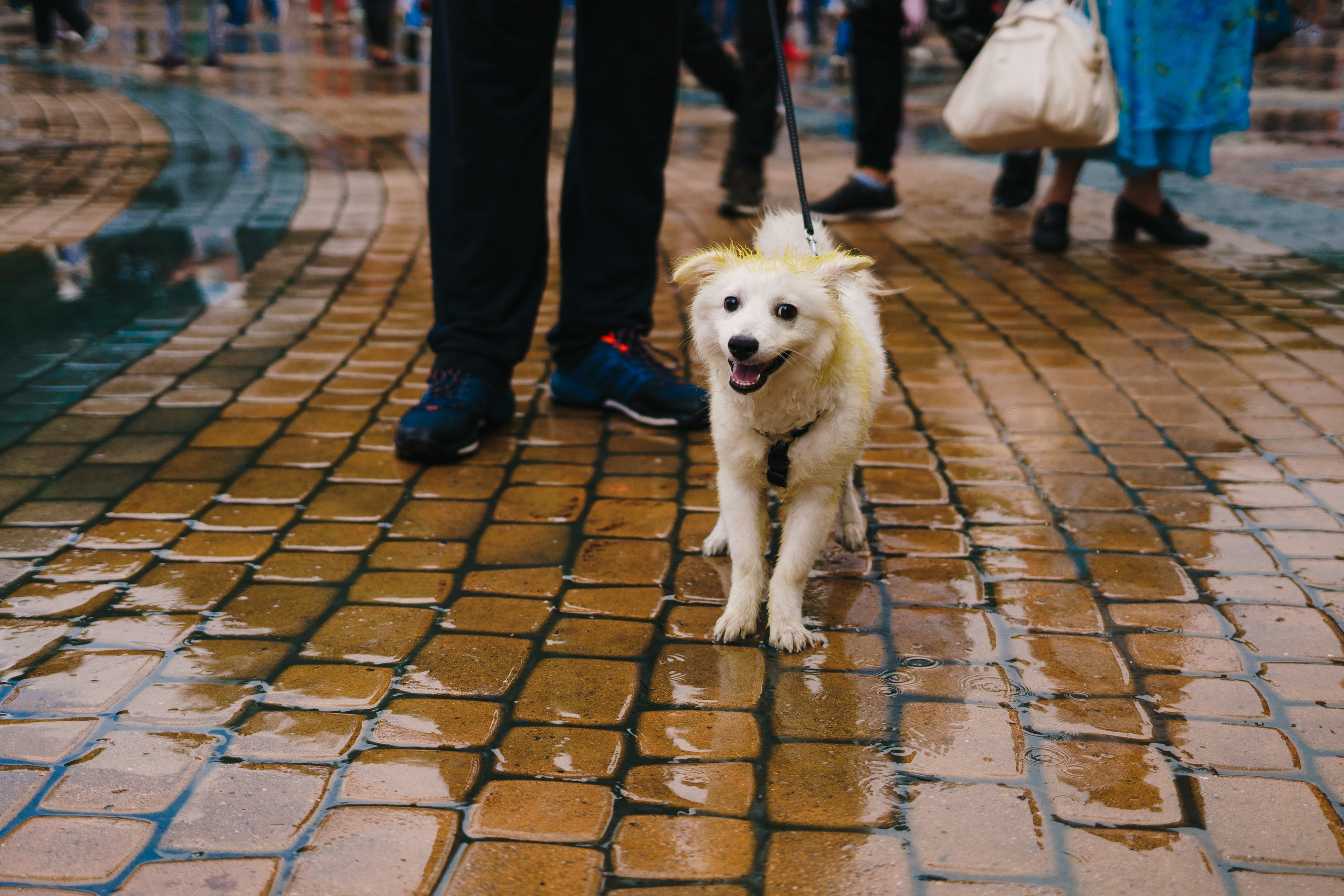 Фестиваль красок в Центральном парке. Foto • Video • Produktion • Luftbildaufnahmen • Erstellung von Medien