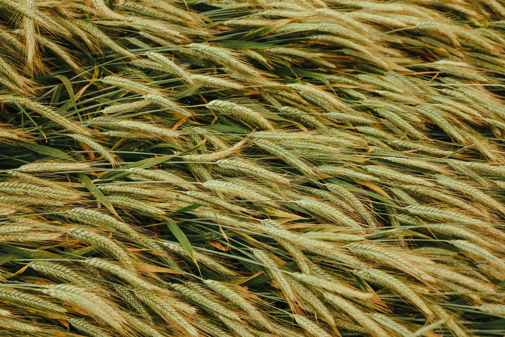 Alex in Field. Фото • Відео • Аерозйомка • Контент для бізнесу