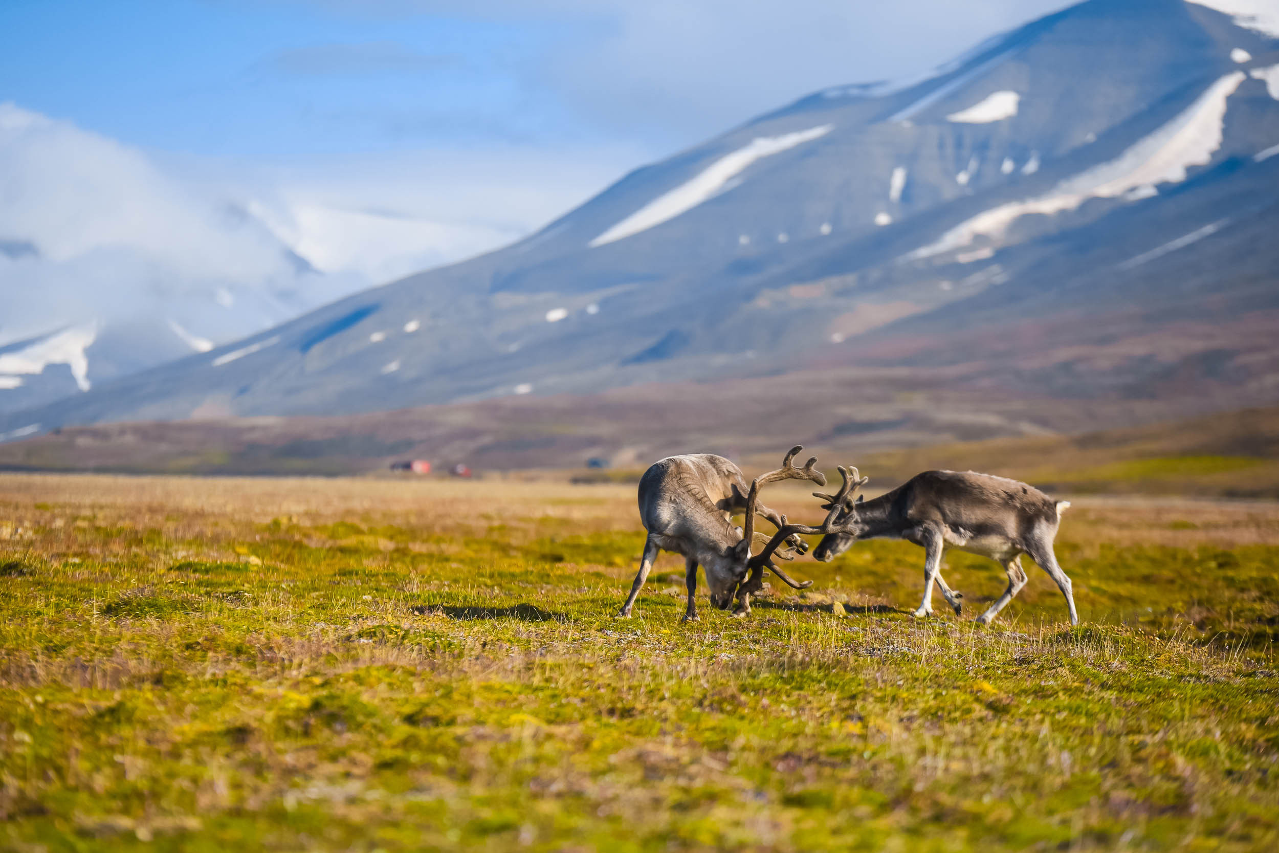 Svalbard. Summer. Family and wedding photographer in Norway Bublik Polina