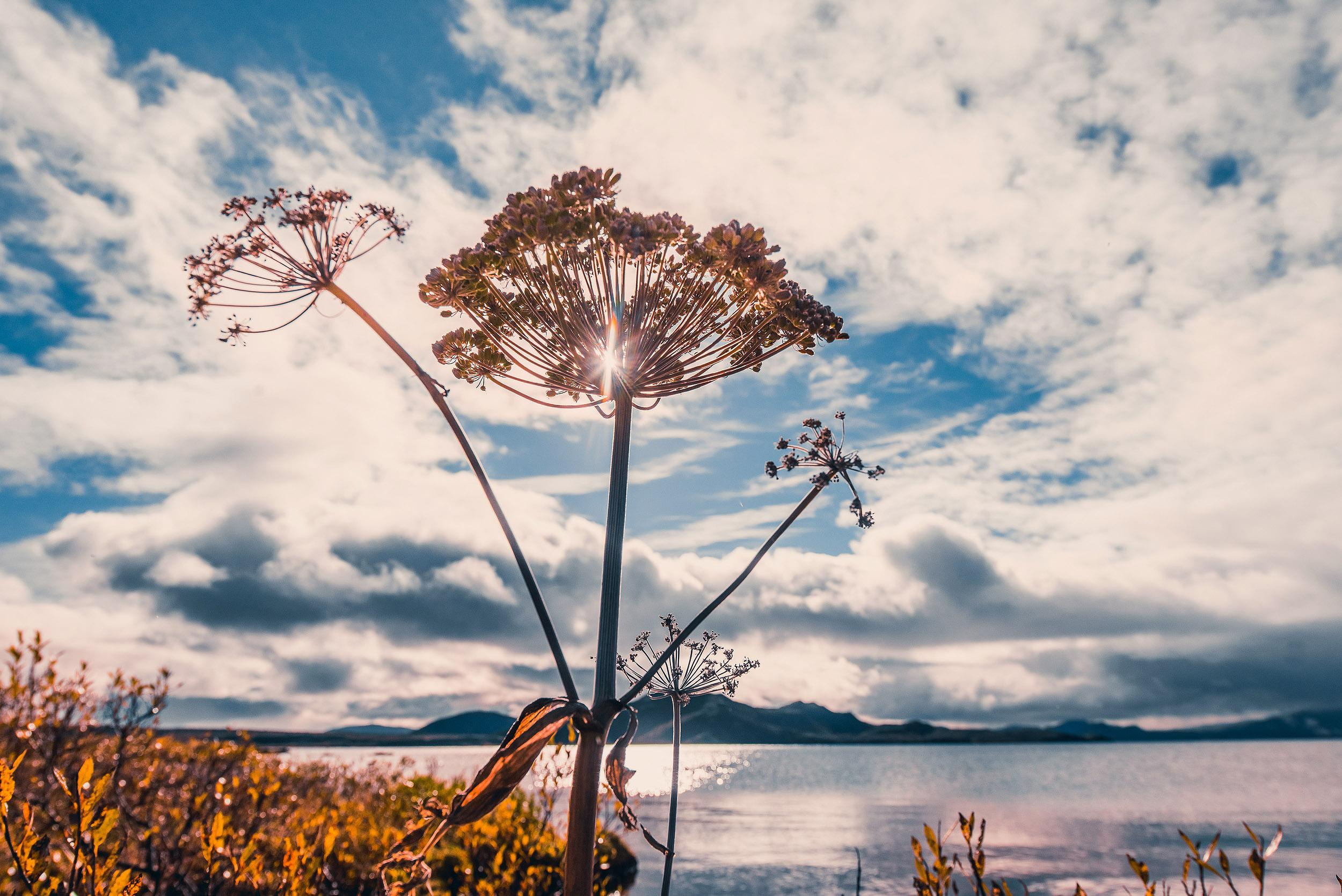 Iceland. Family and wedding photographer in Norway Bublik Polina