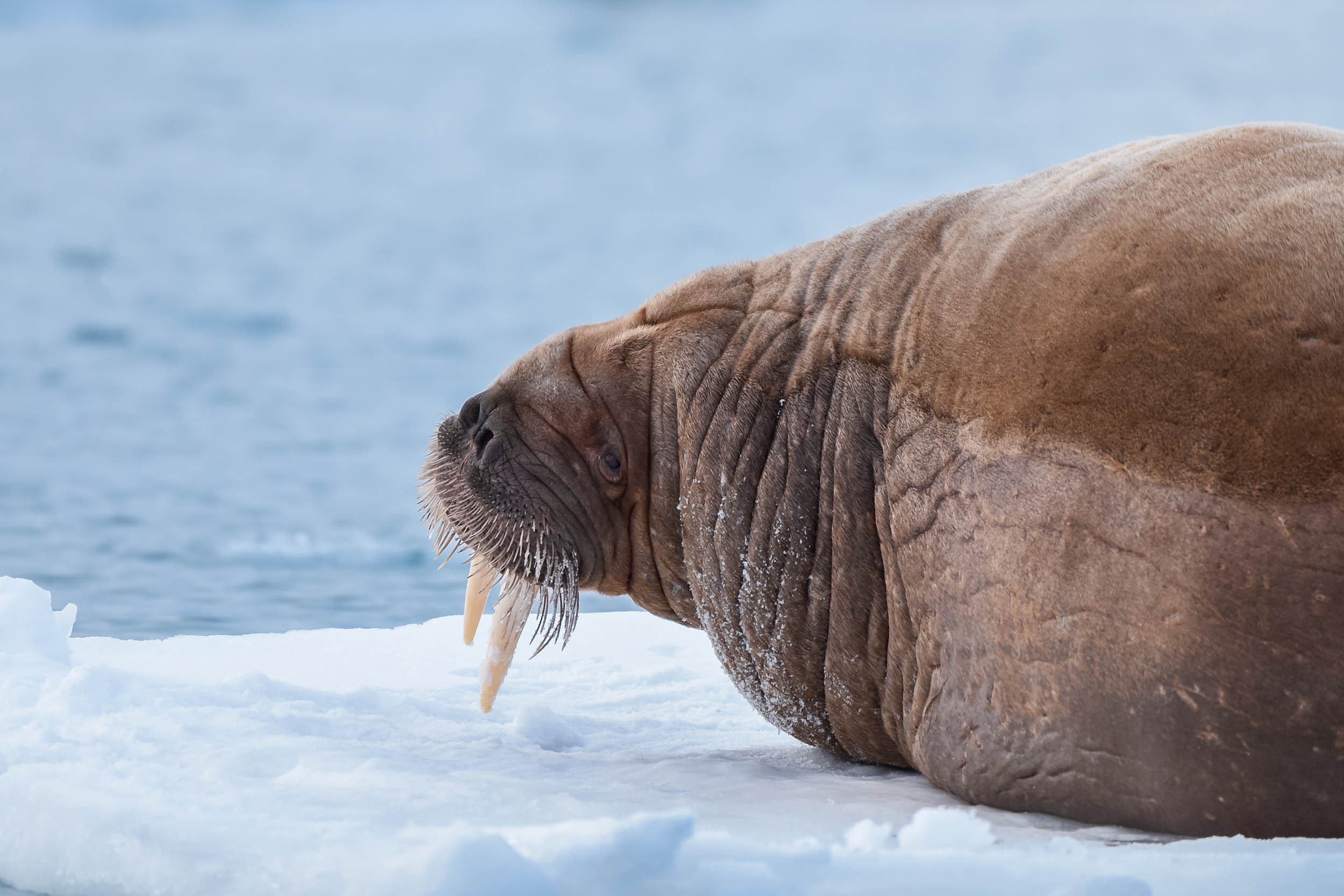 Svalbard. Winter. Day. Family and wedding photographer in Norway Bublik Polina
