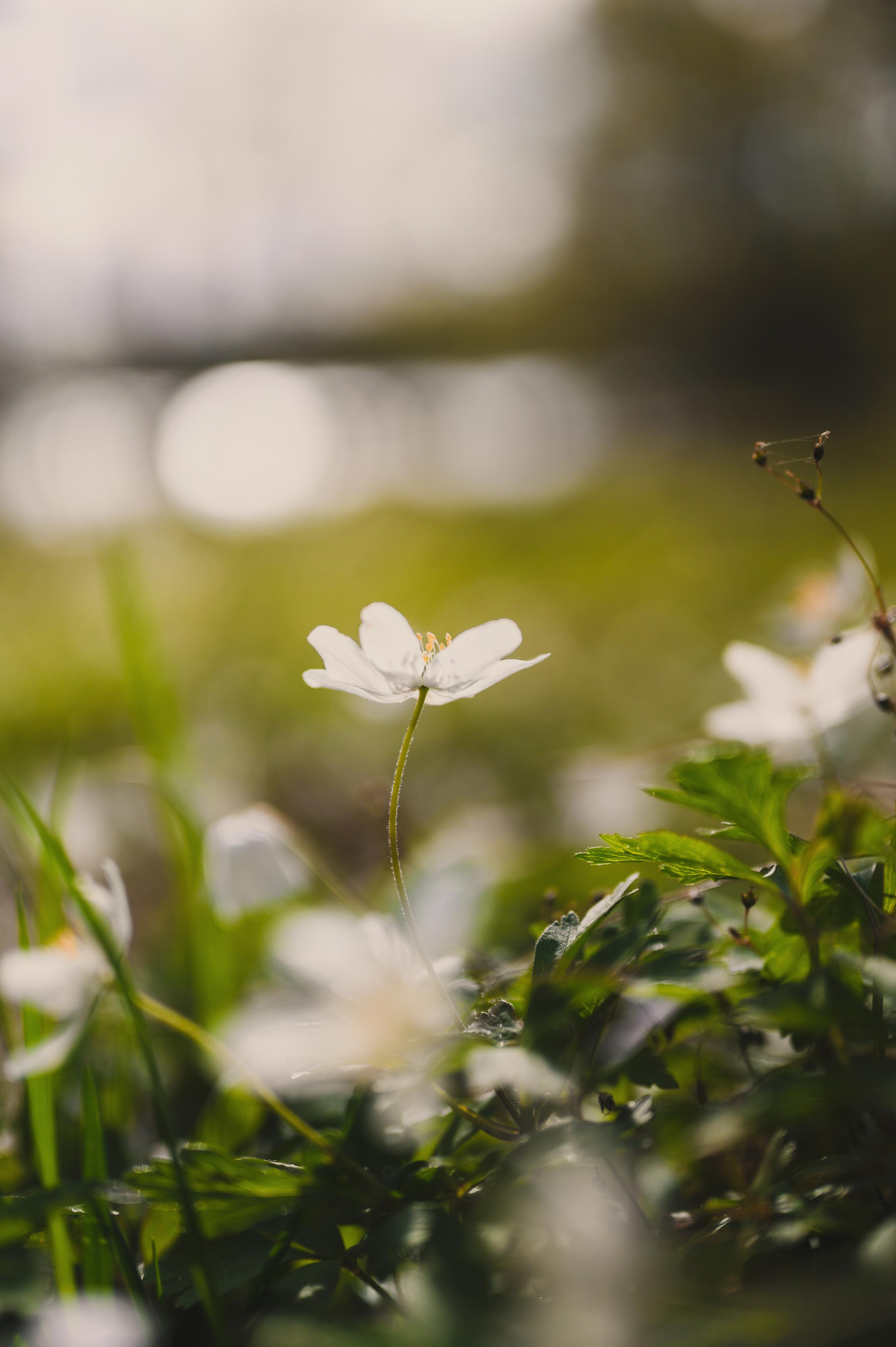 Vår. Family and wedding photographer in Norway Bublik Polina