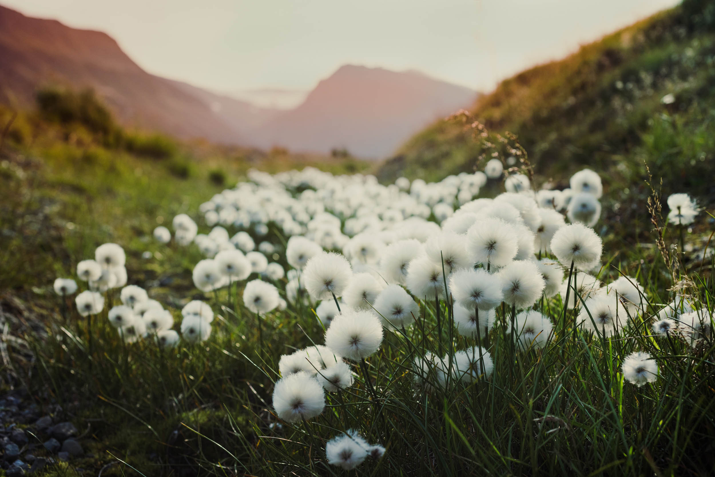Svalbard. Summer. Family and wedding photographer in Norway Bublik Polina