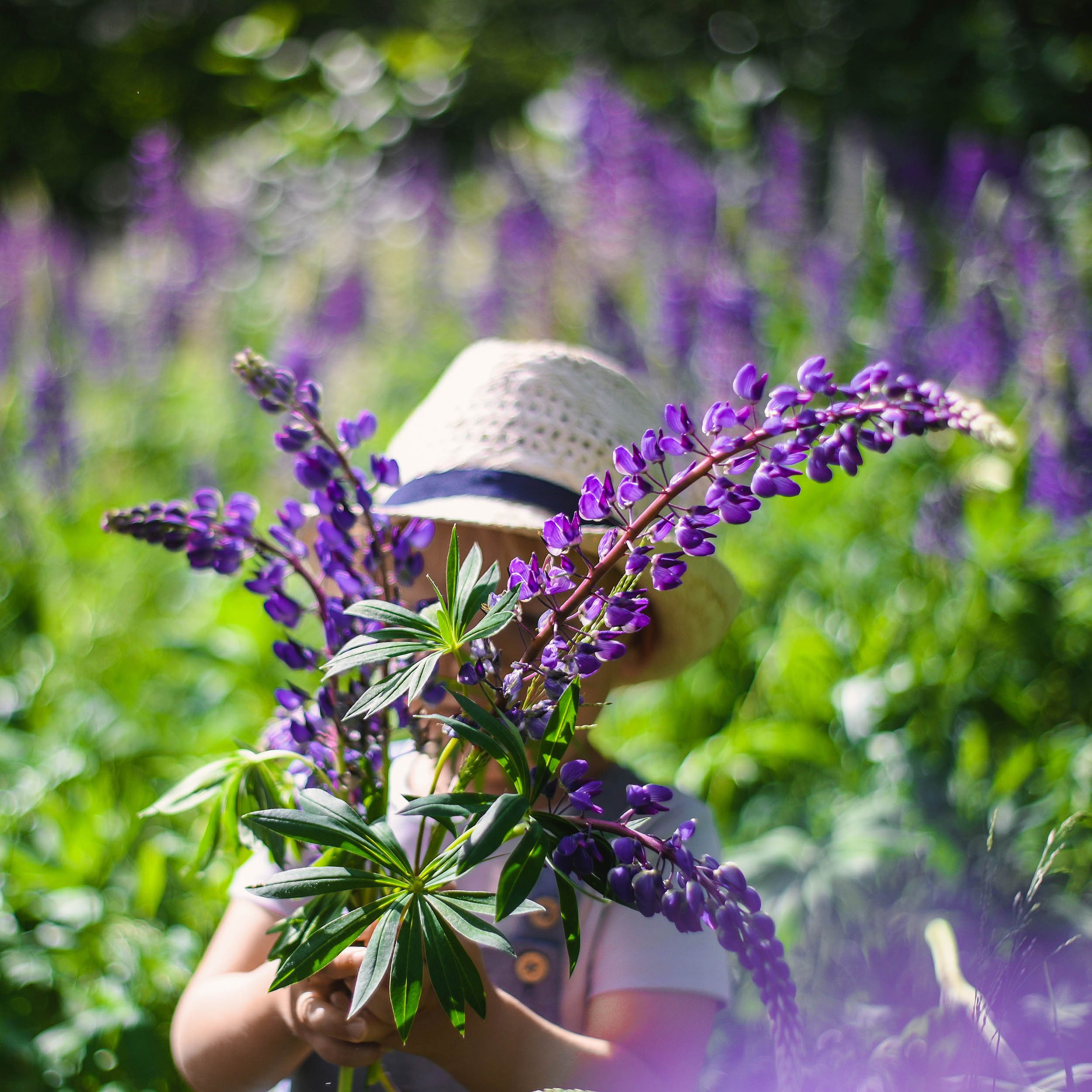 Lupin. Family and wedding photographer in Norway Bublik Polina
